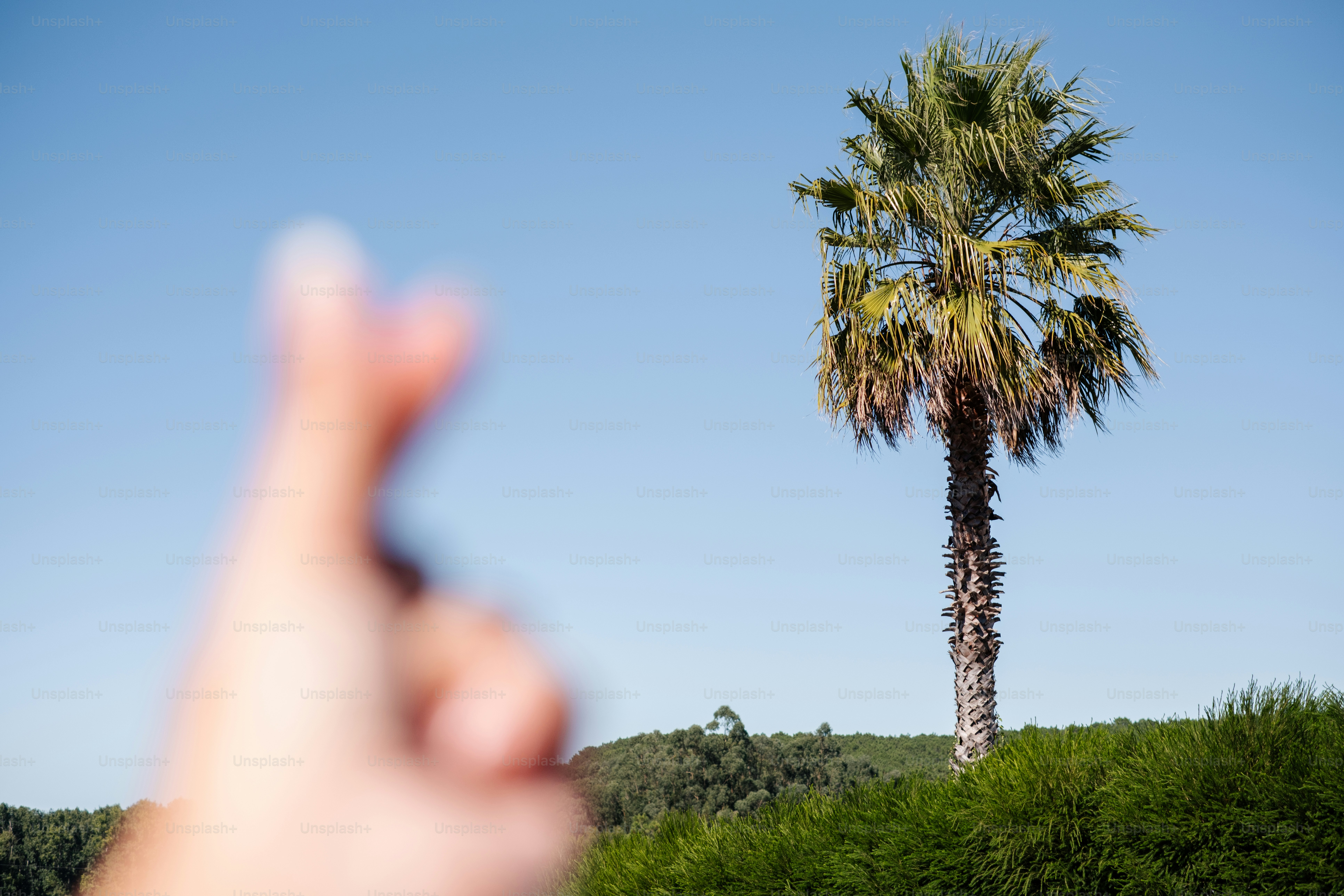 A single palm tree stands against a clear blue sky.