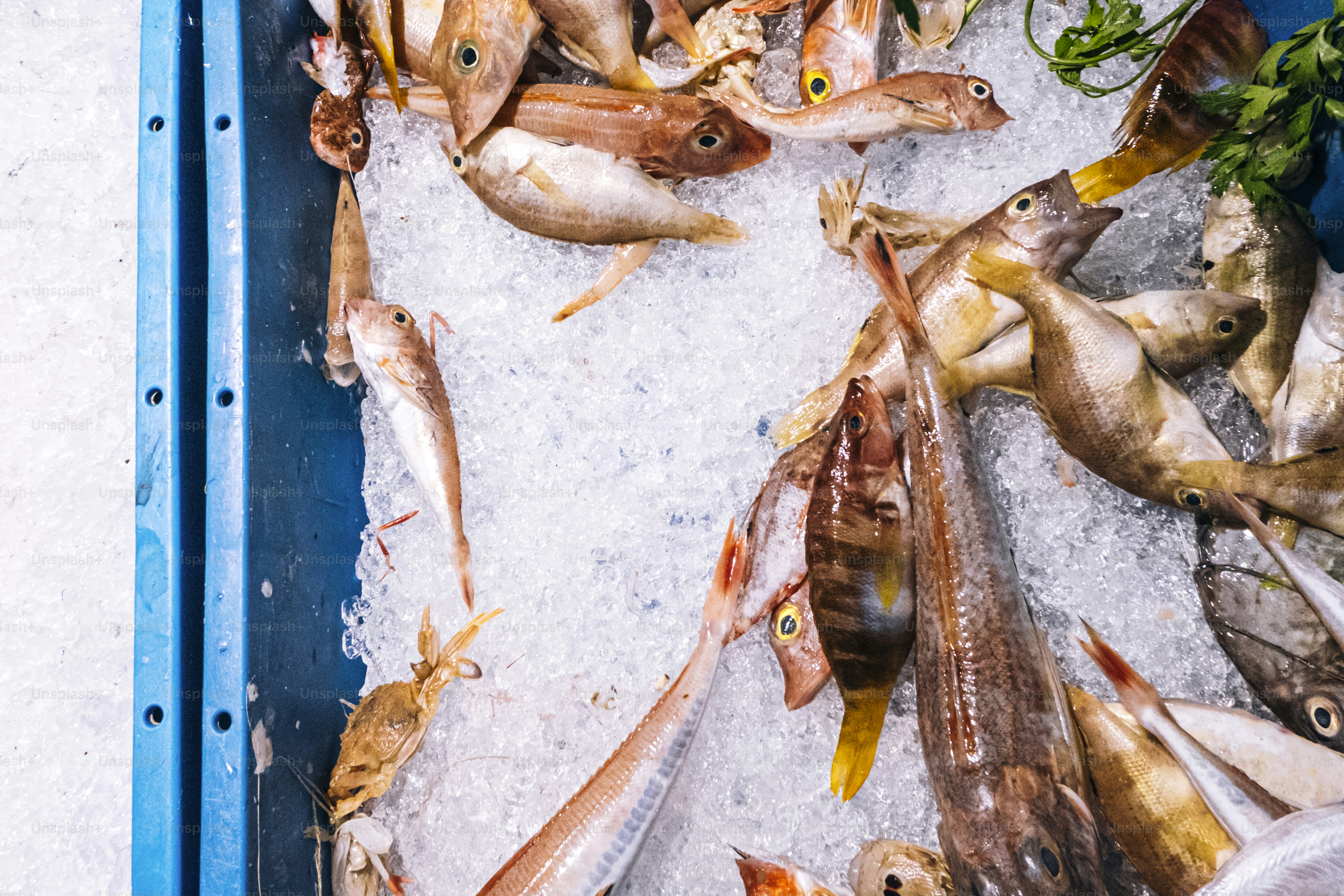 Ikan segar ditampilkan di atas lapisan es