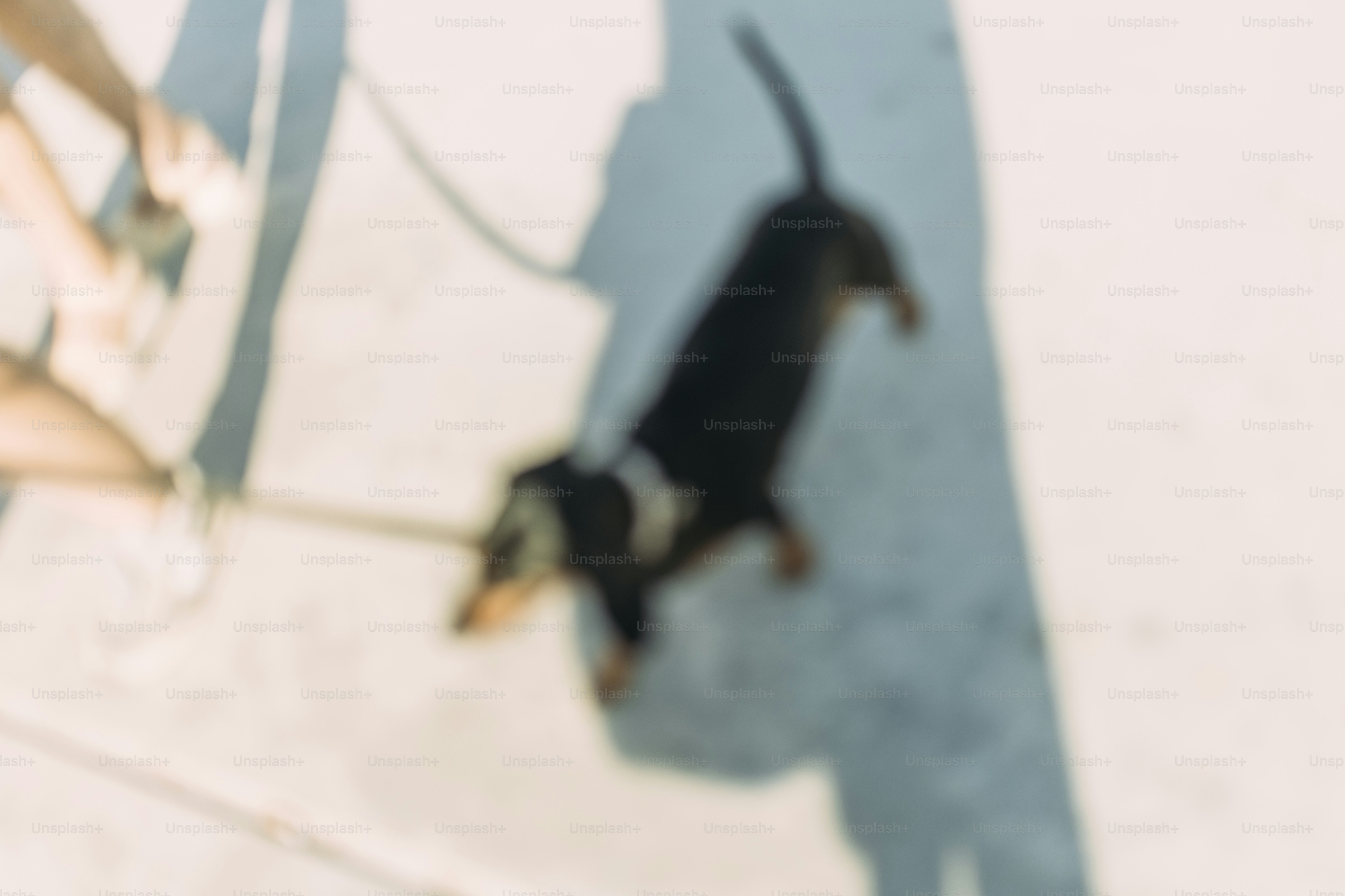 A person walking a small dog on a leash