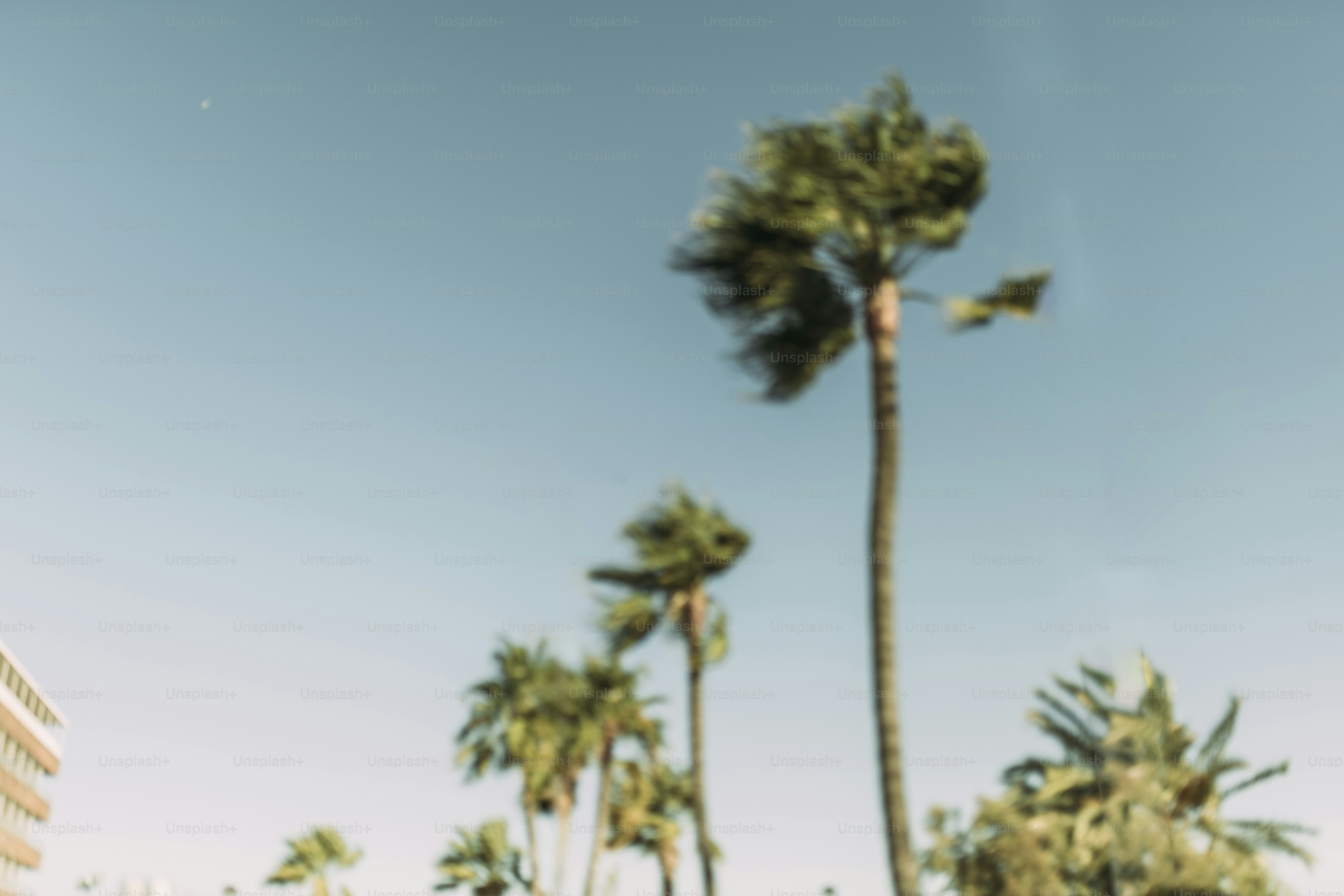 Palm trees sway under a clear blue sky.