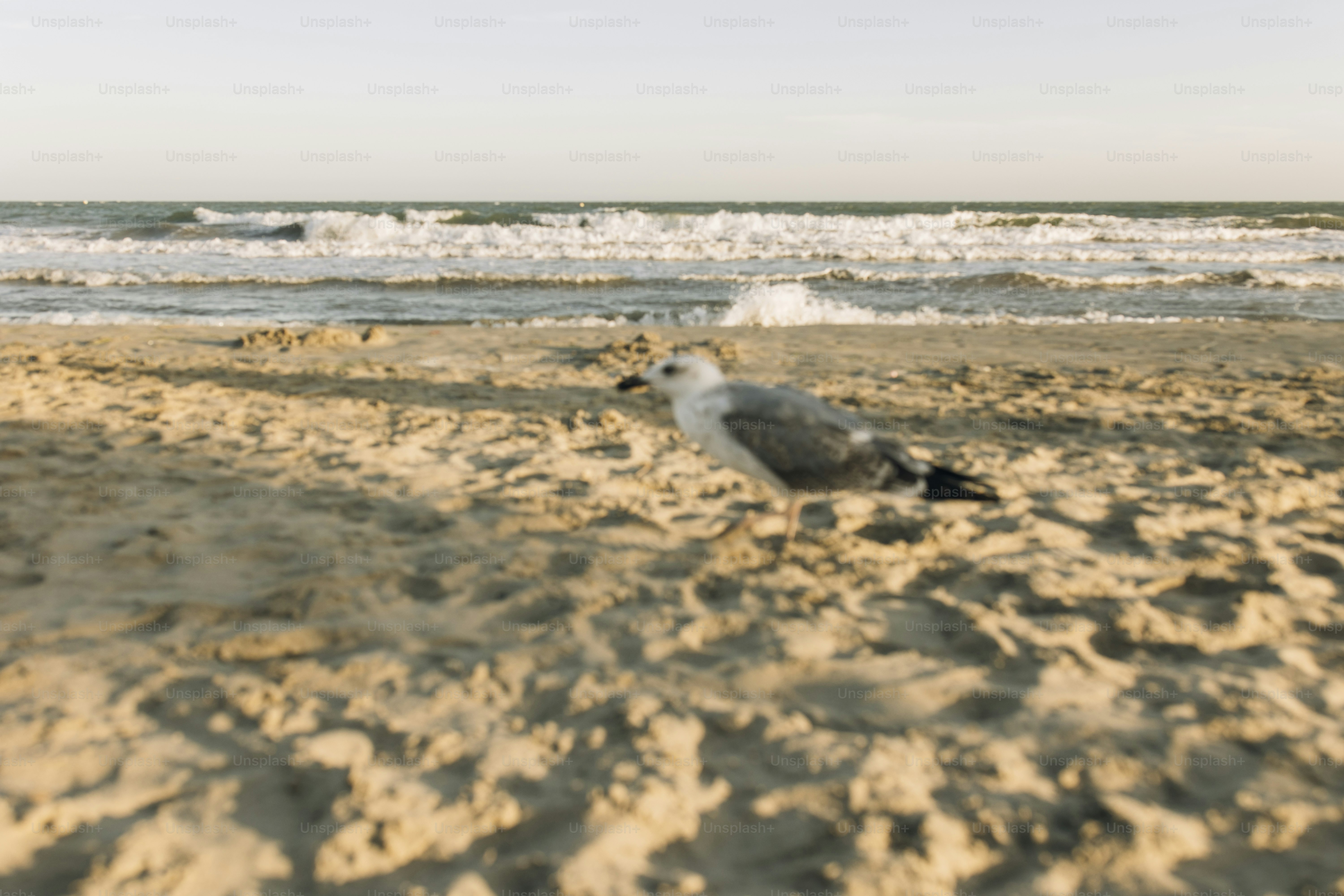 A seagull stands on a sandy beach near the ocean.