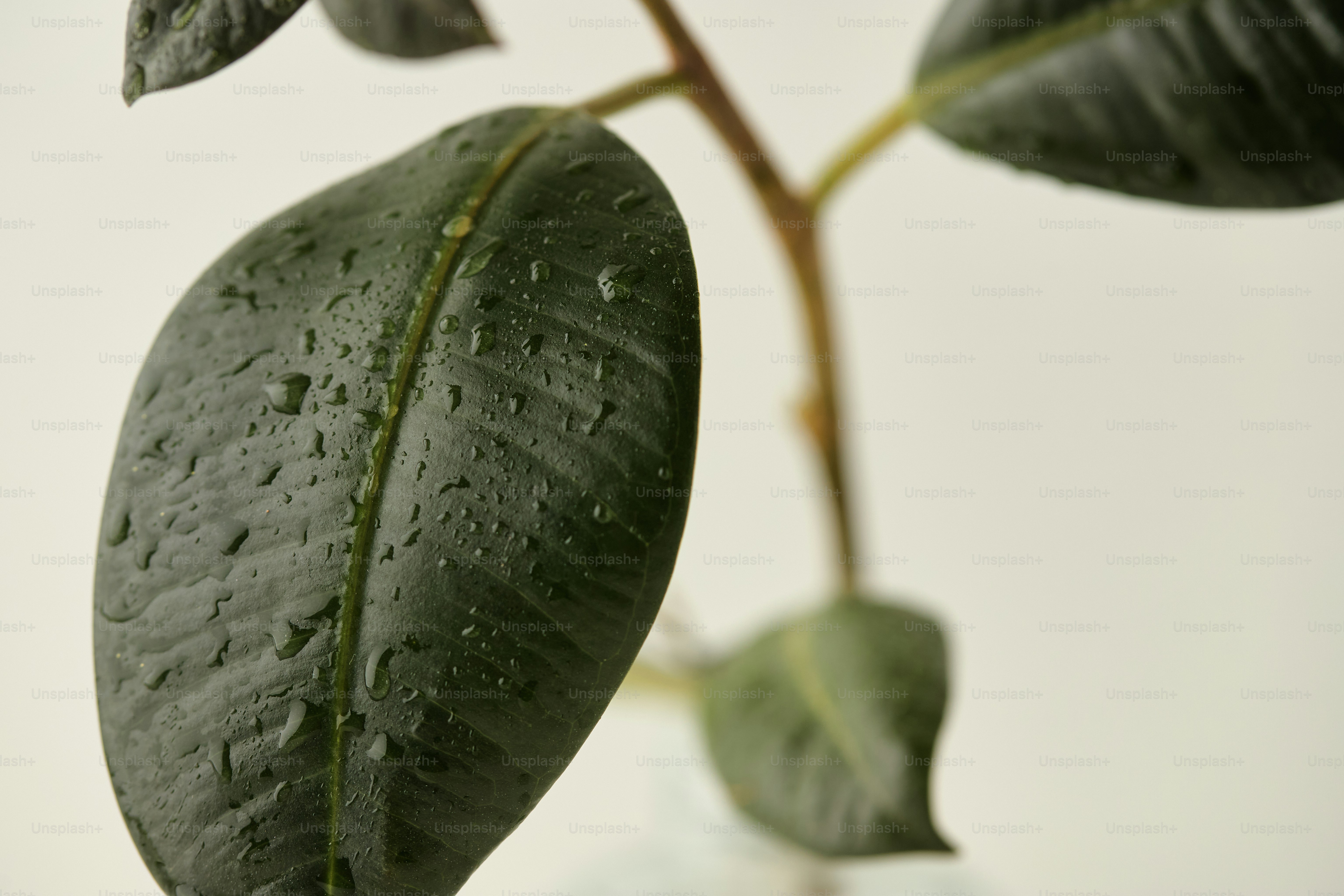 Dark green leaves with water droplets on white background