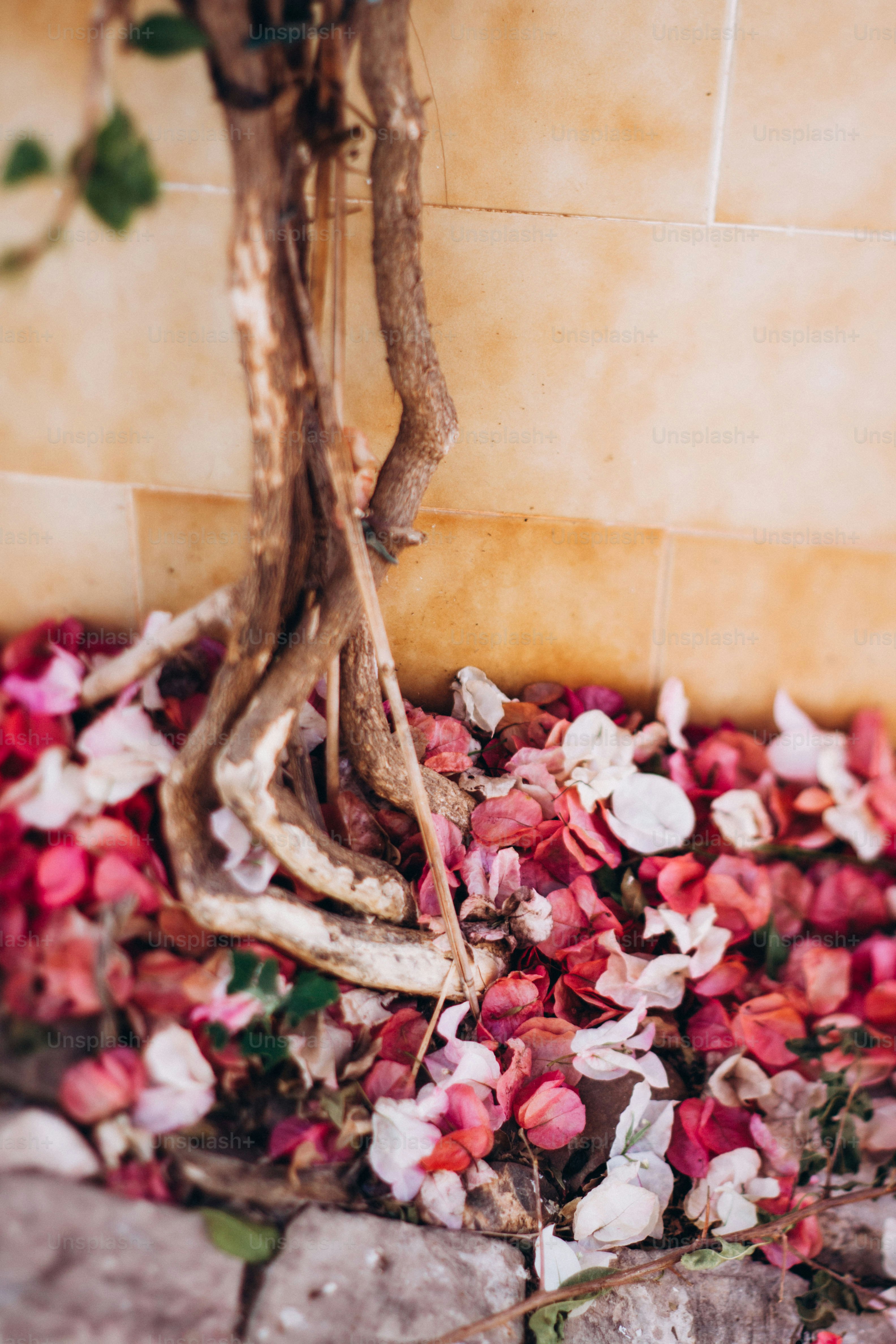 Fallen pink and white flowers around a tree trunk.
