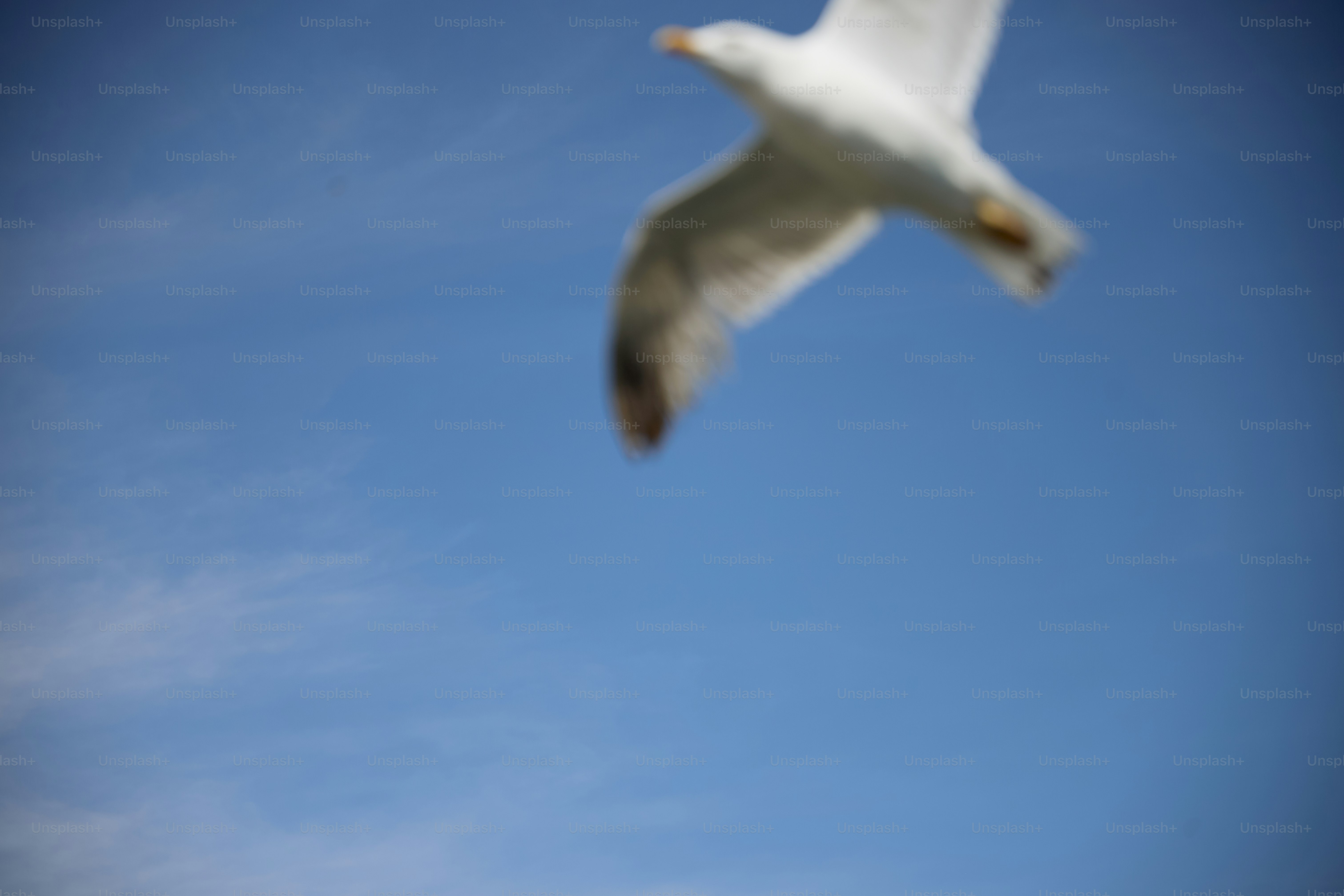 A seagull flies in a clear blue sky