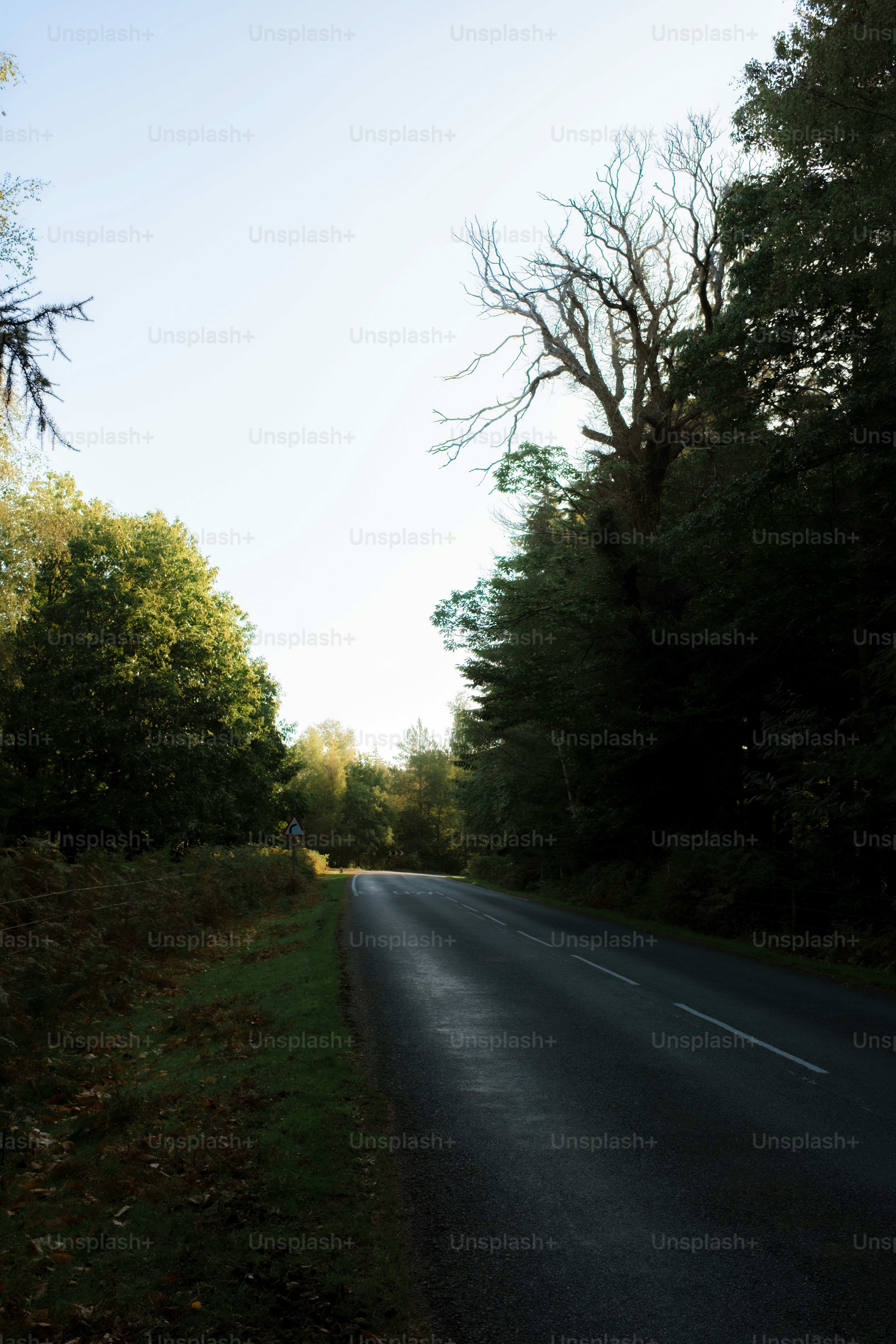 Empty road through a sunlit forest