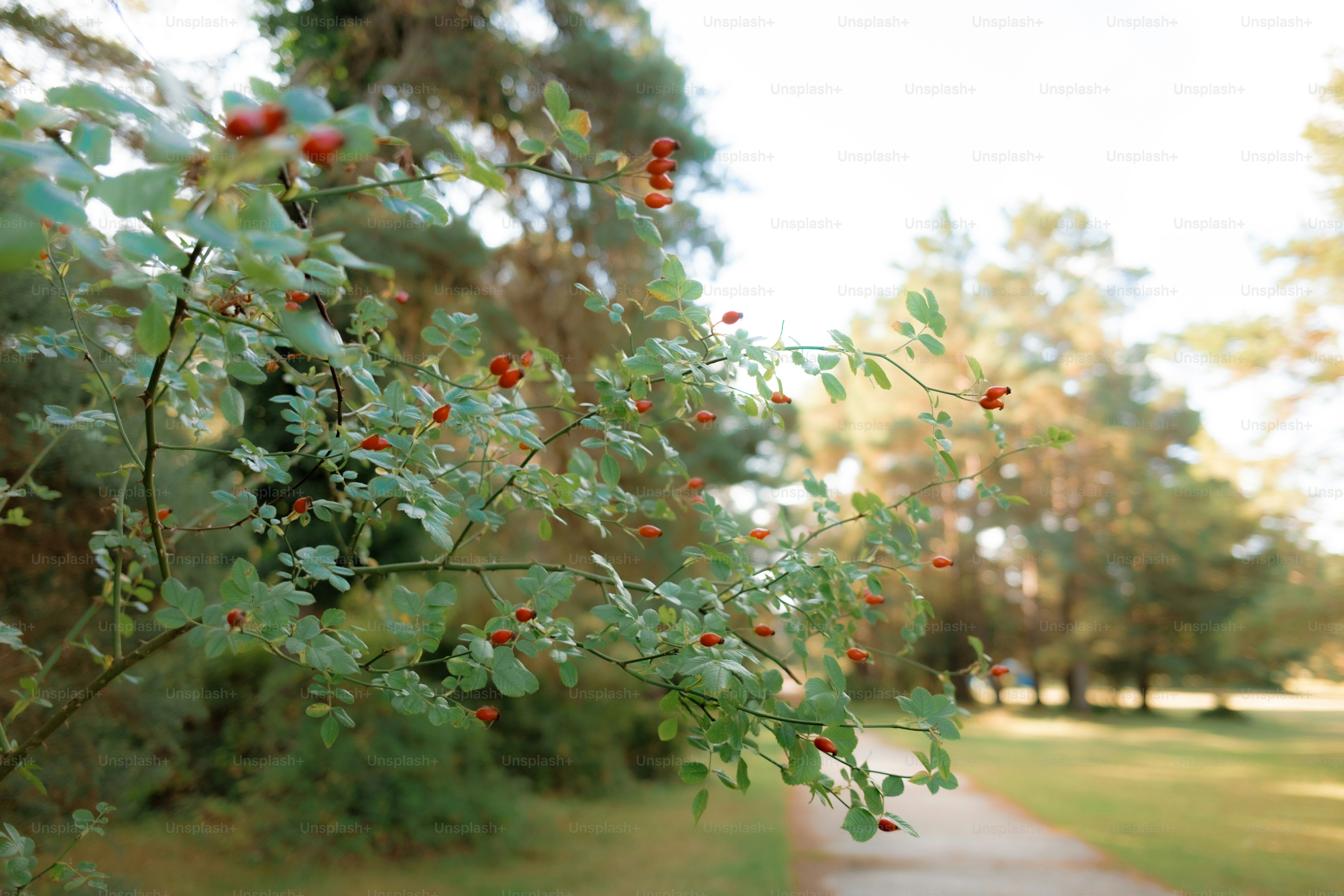 Red berries on a leafy branch with trees in background