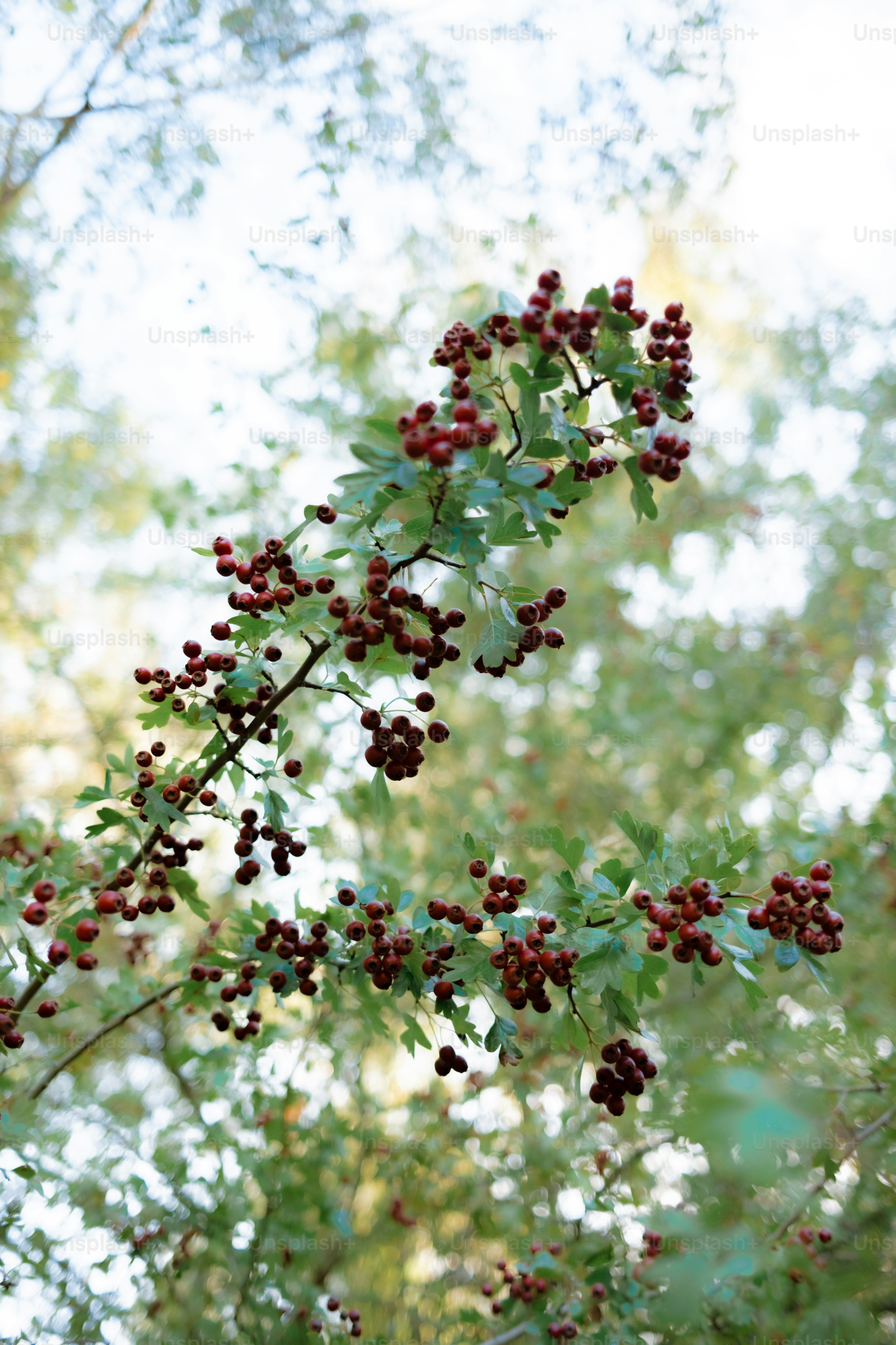 Branche aux baies rouges et aux feuilles vertes