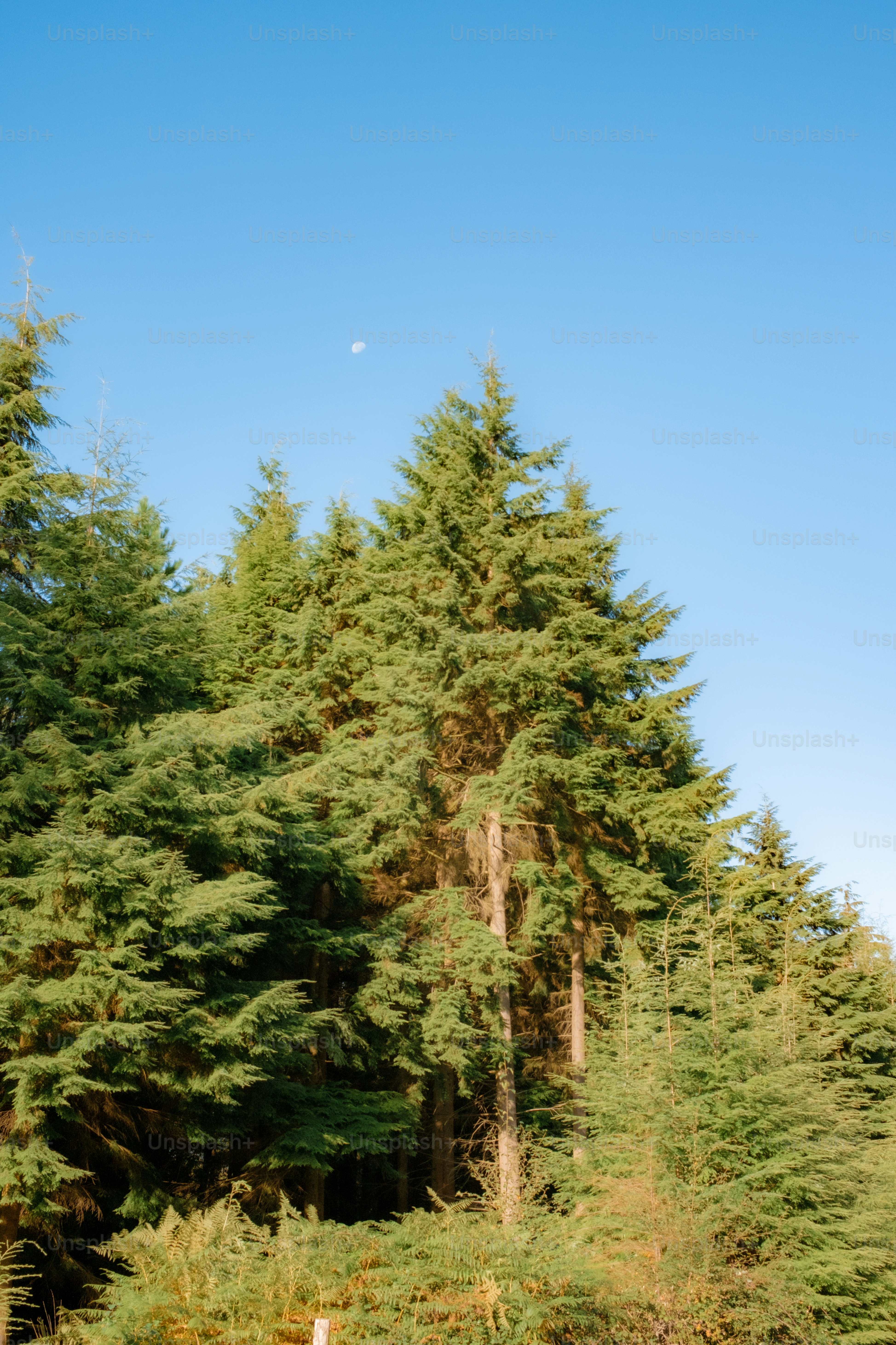 Tall evergreen trees under a clear blue sky.