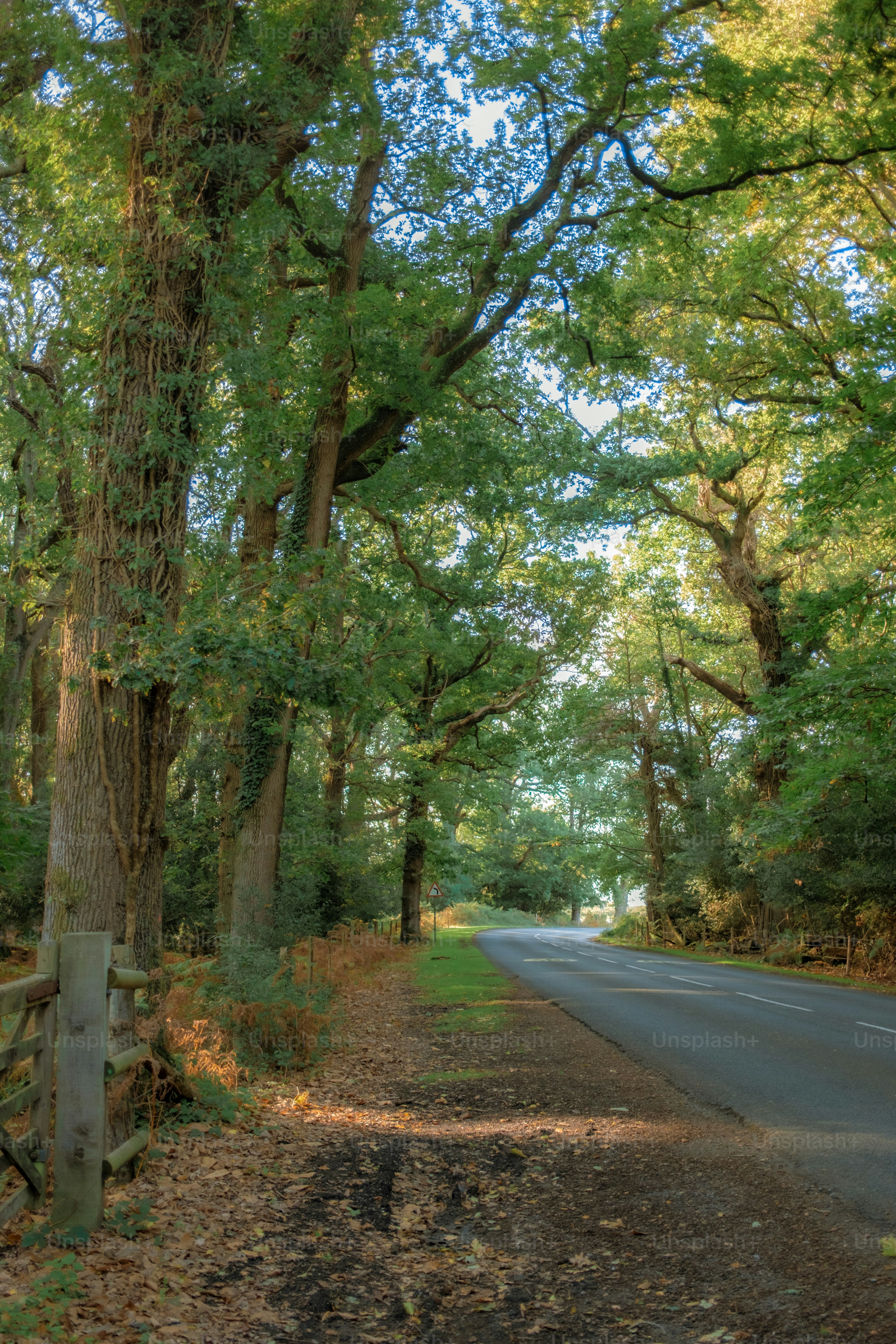 A road through a sunlit forest with autumn leaves.