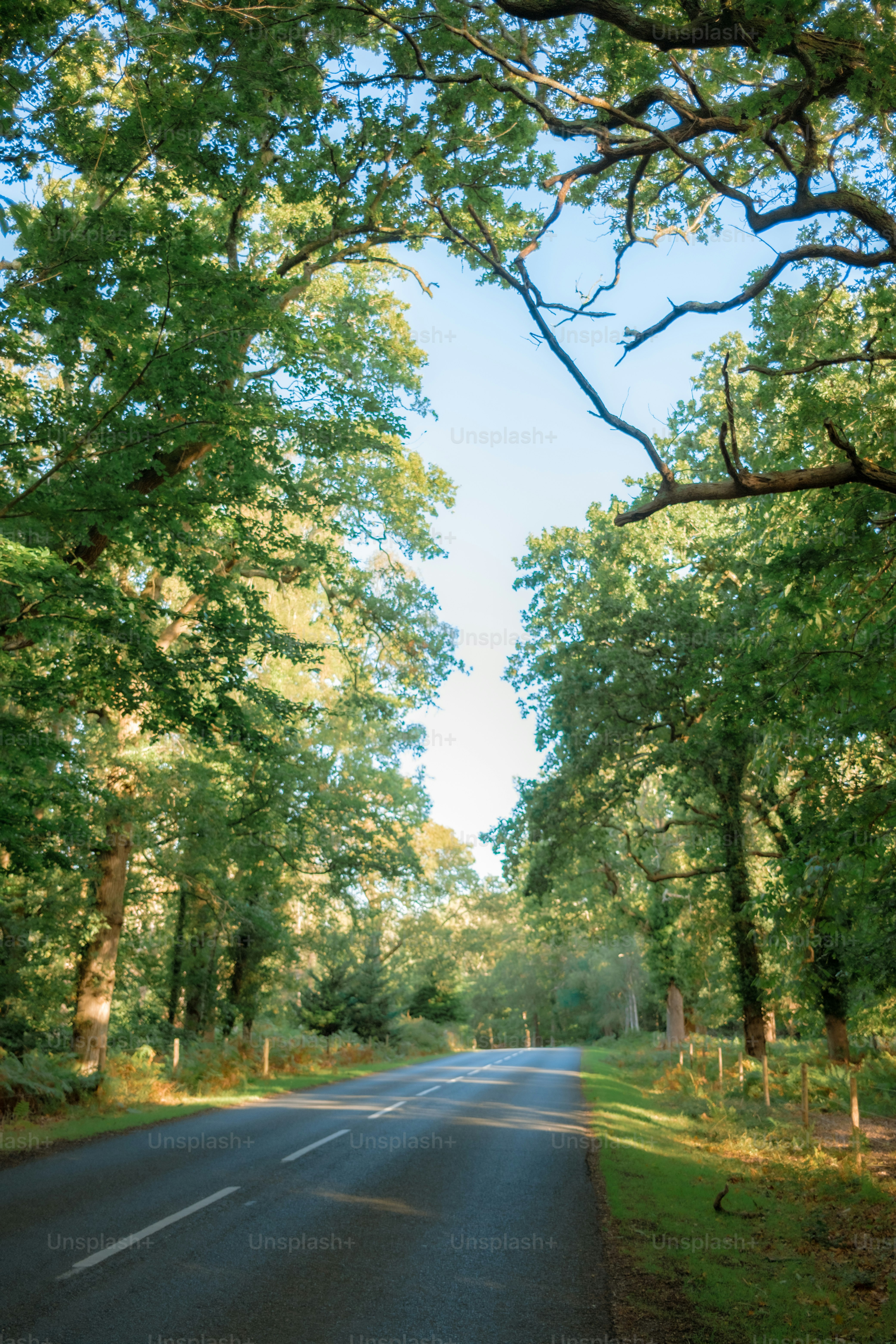 Tree-lined road through a sunlit forest photo – Forest Image on Unsplash