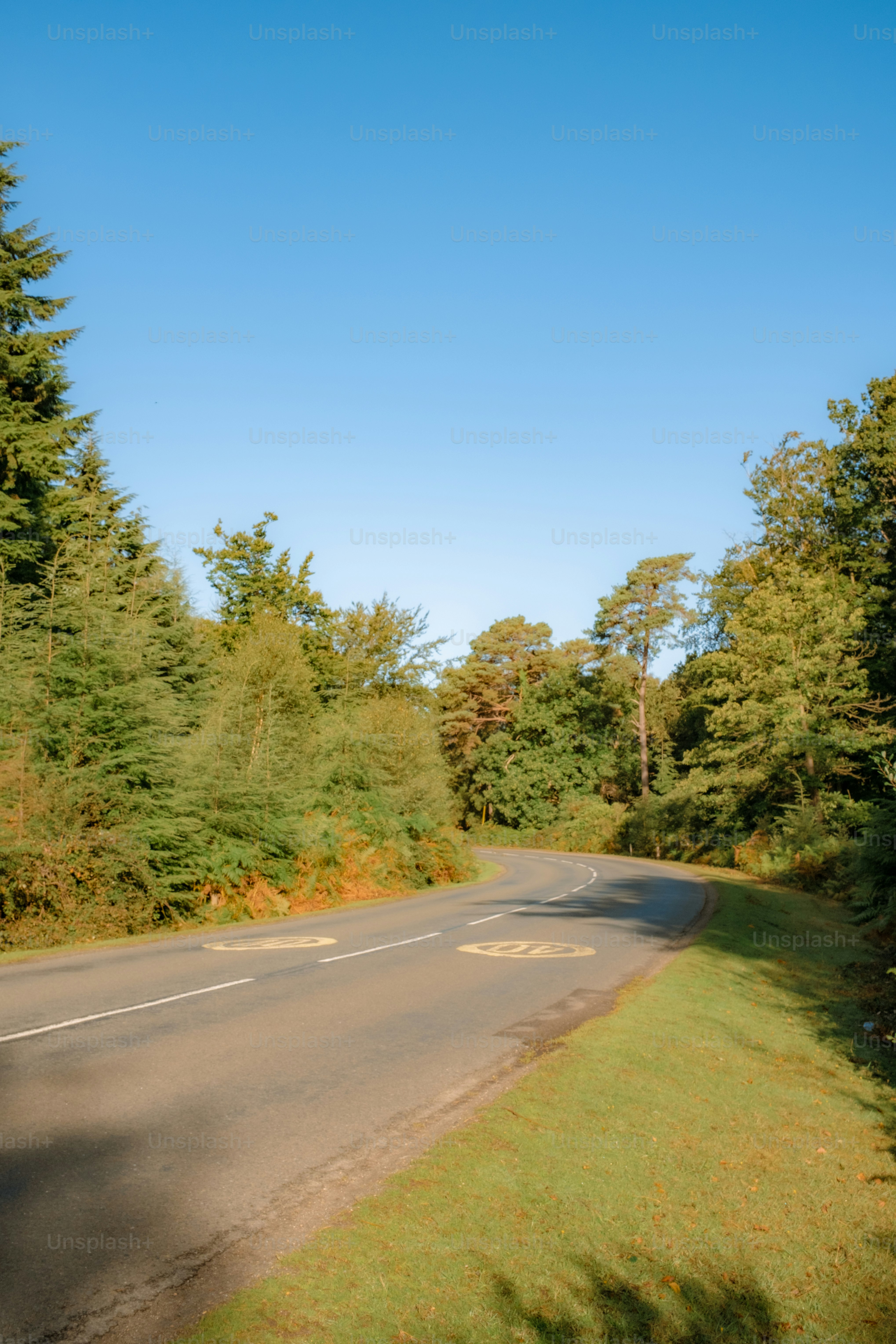 Winding road through a lush green forest under clear sky.
