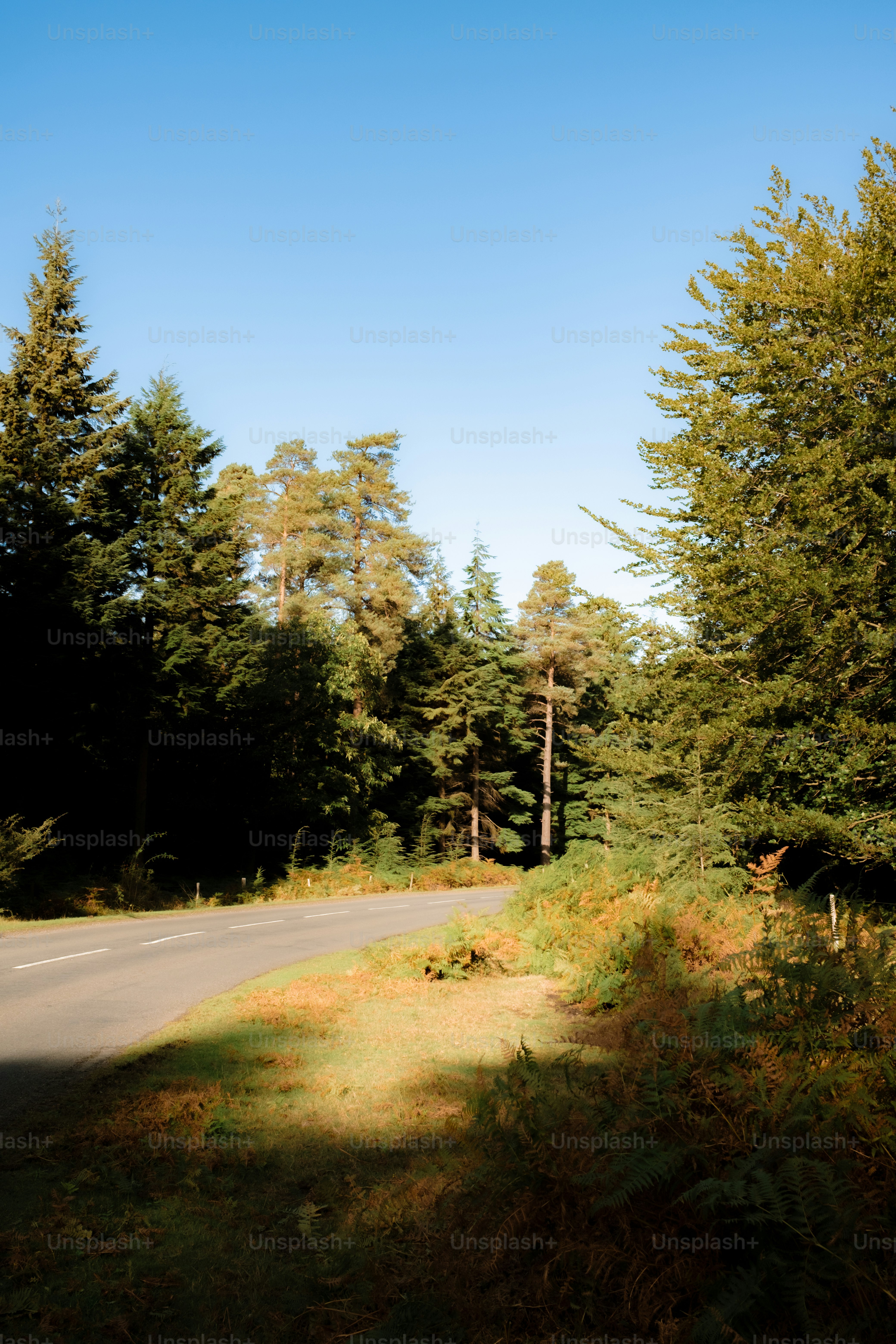 A winding road through a sunlit forest