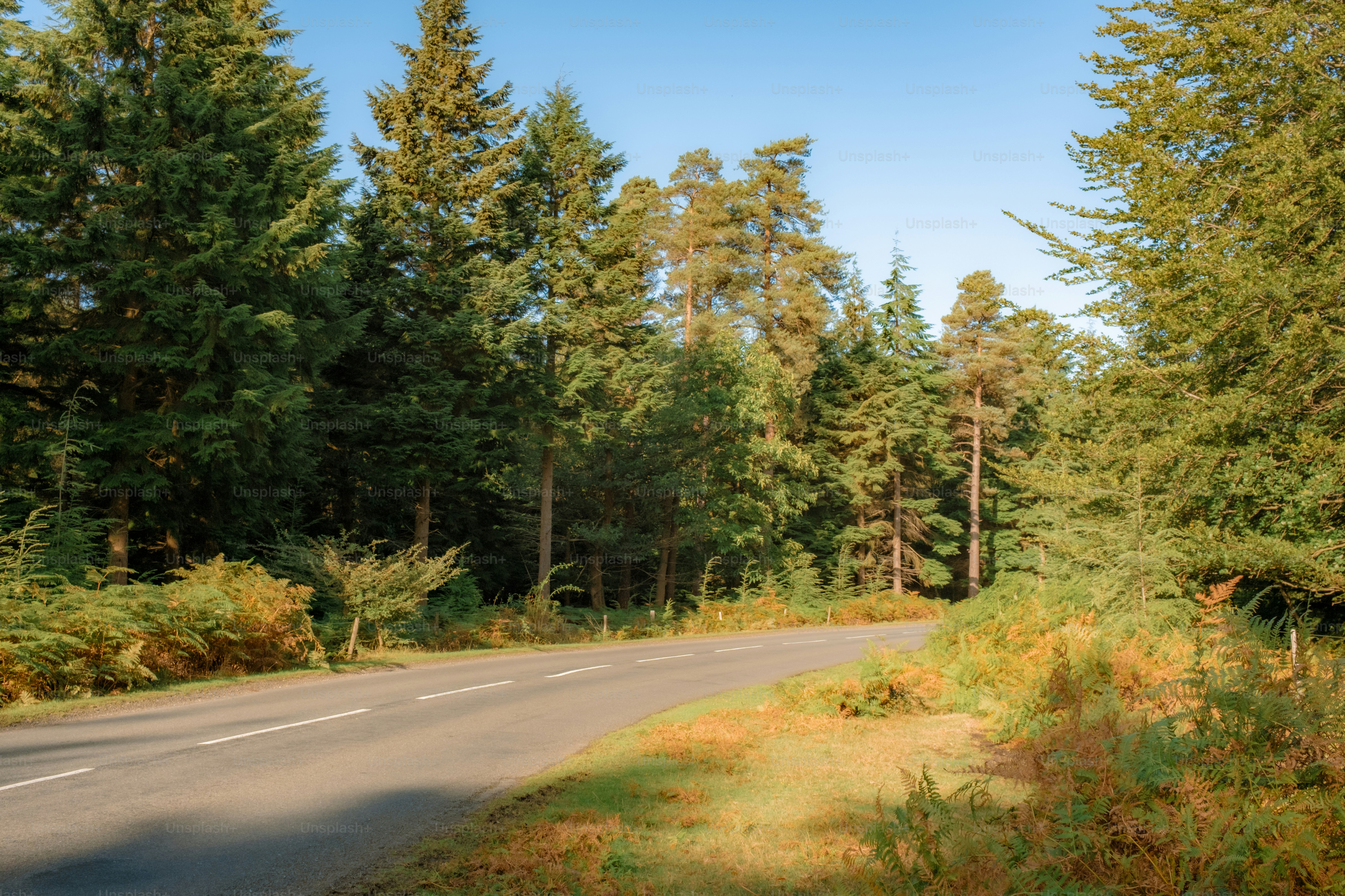 A winding road through a sunlit forest