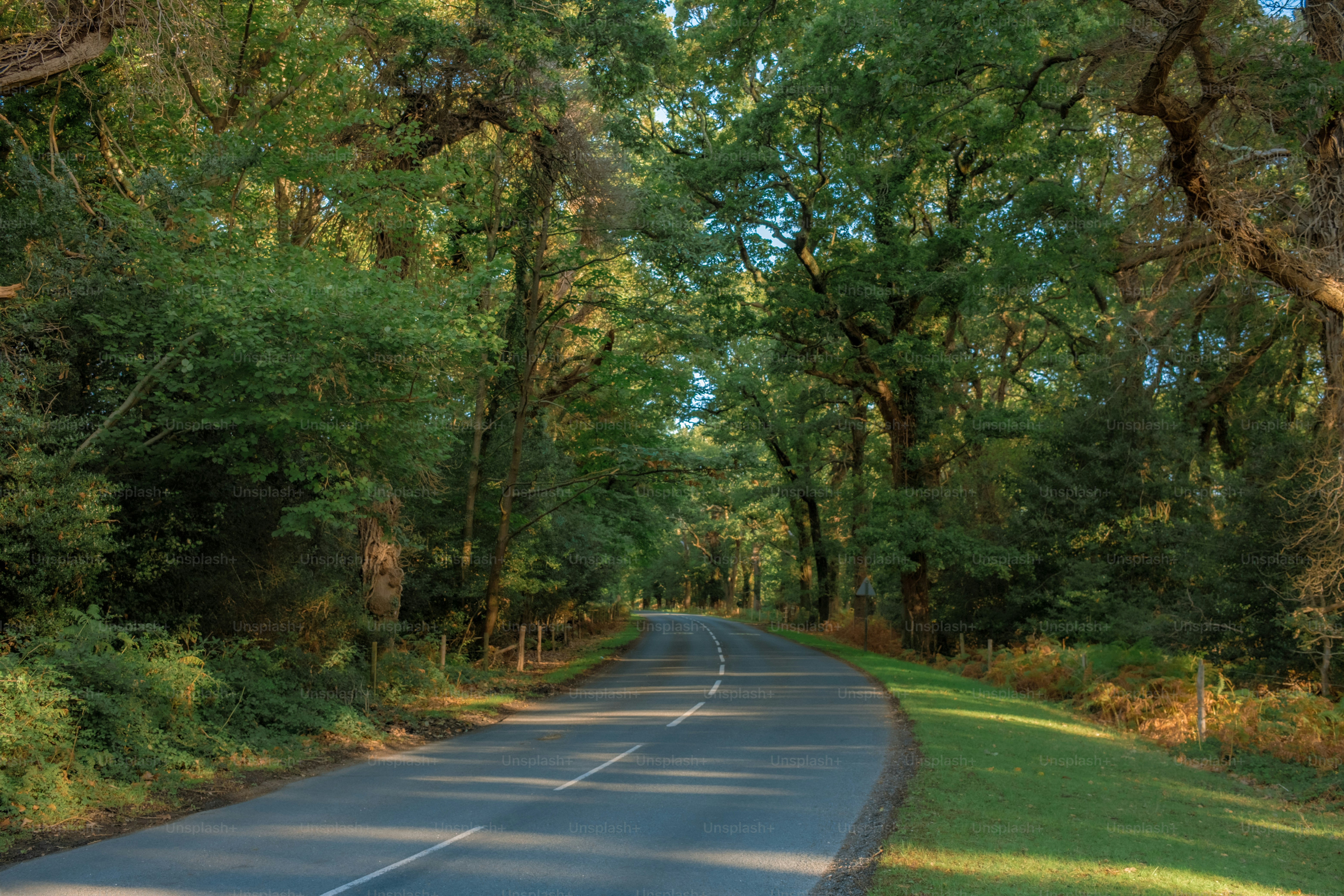 A winding road through a lush green forest.