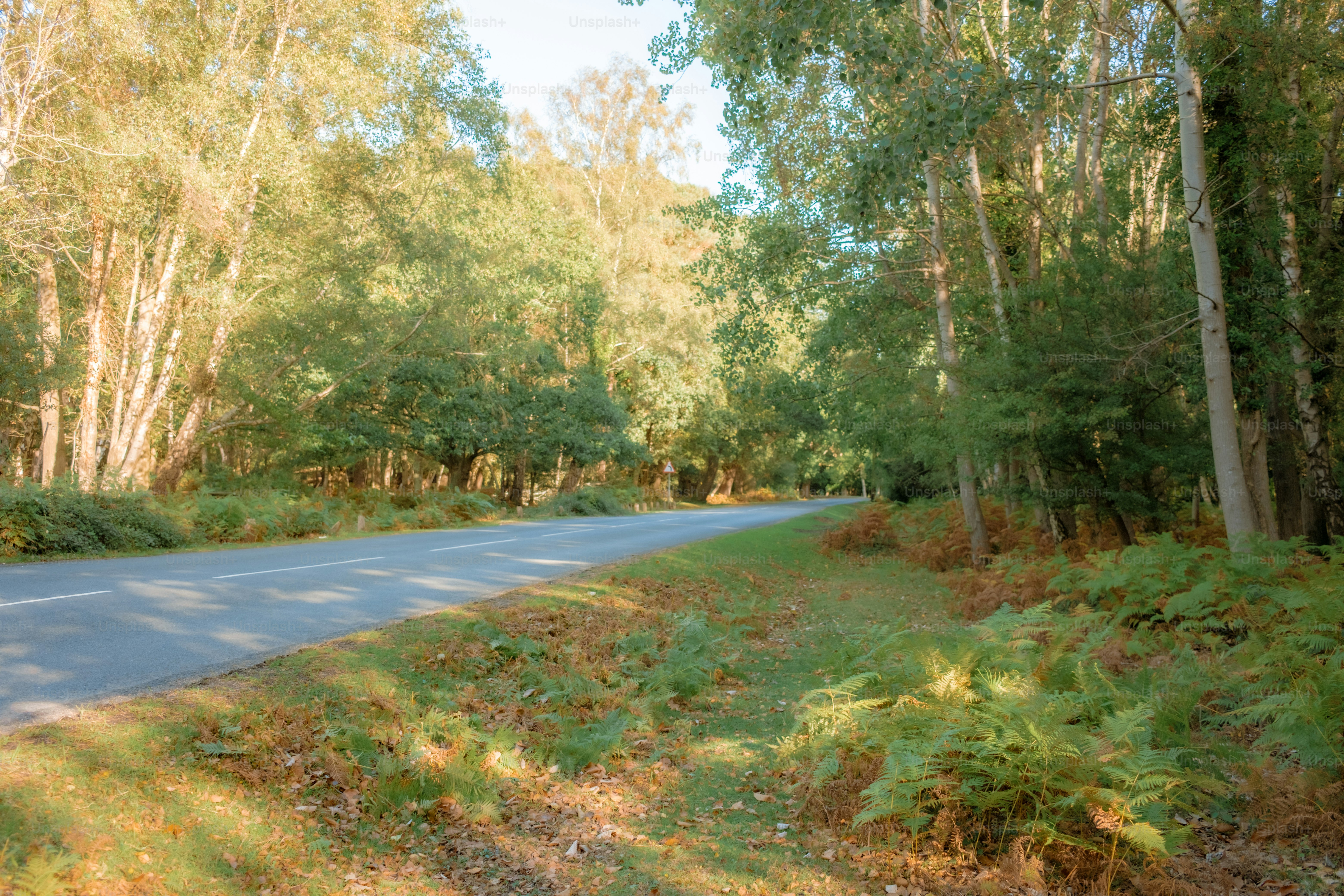 A paved road winds through a sunlit forest.