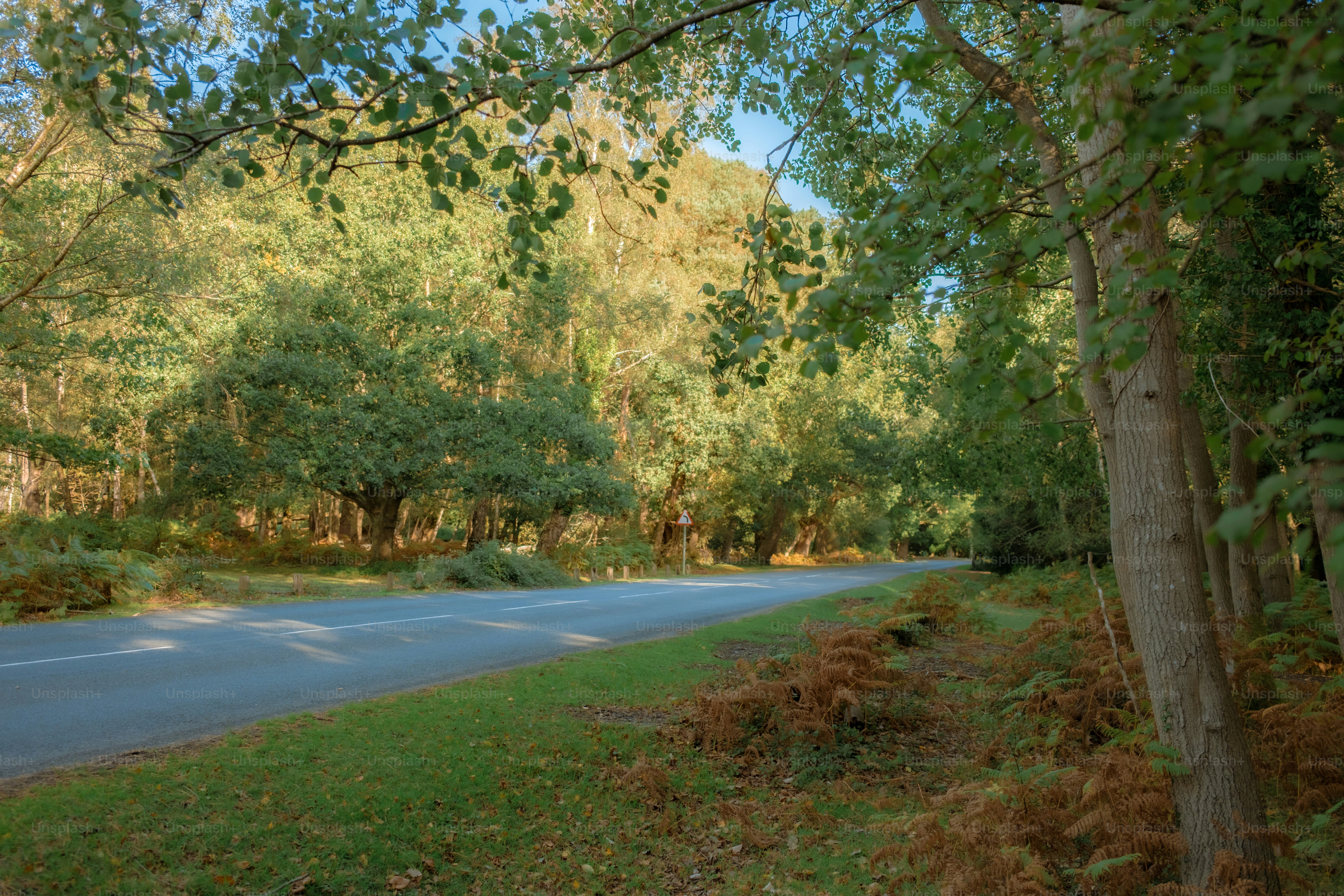 Empty road through a sunlit forest with trees.