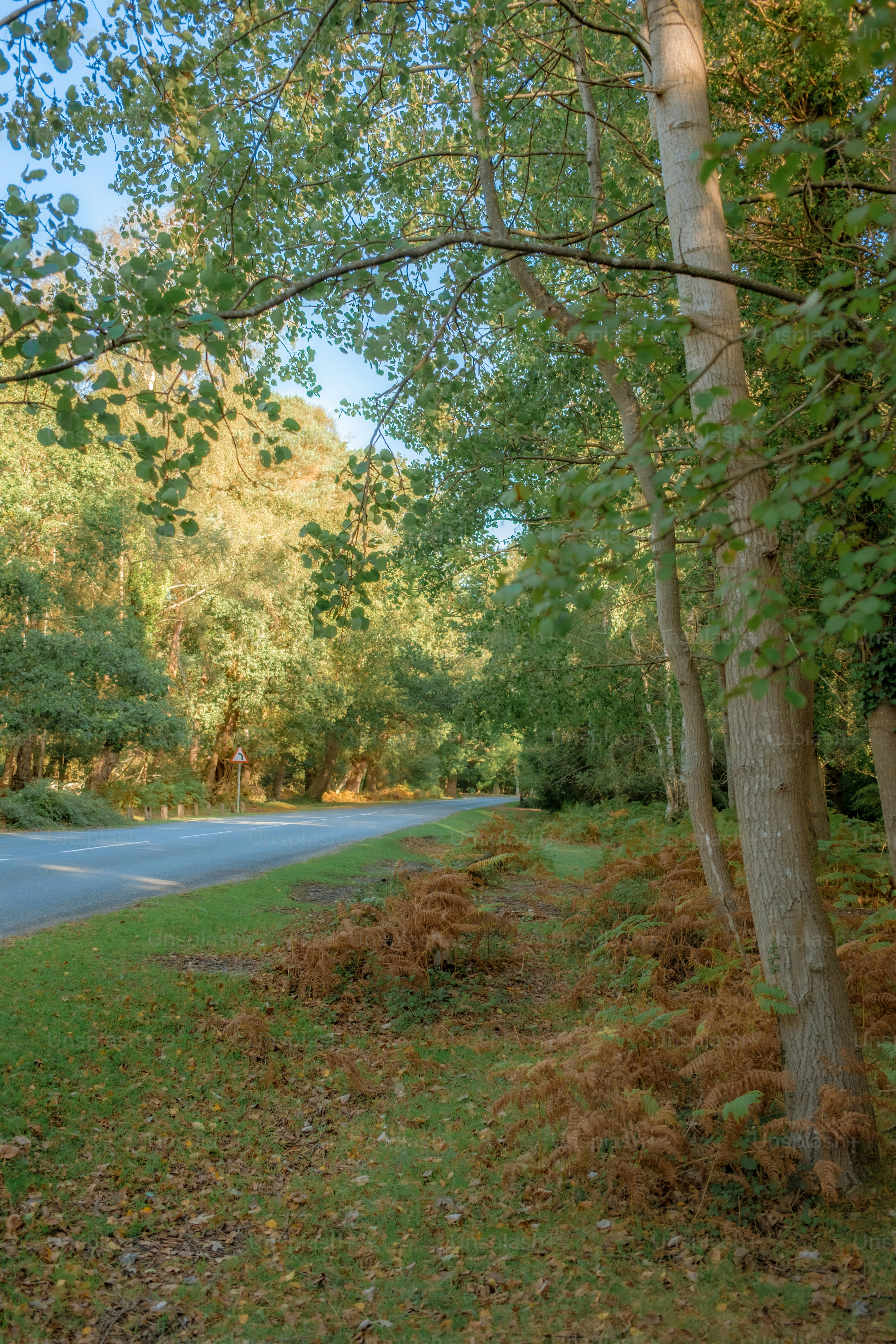 A forest road lined with trees and ferns.