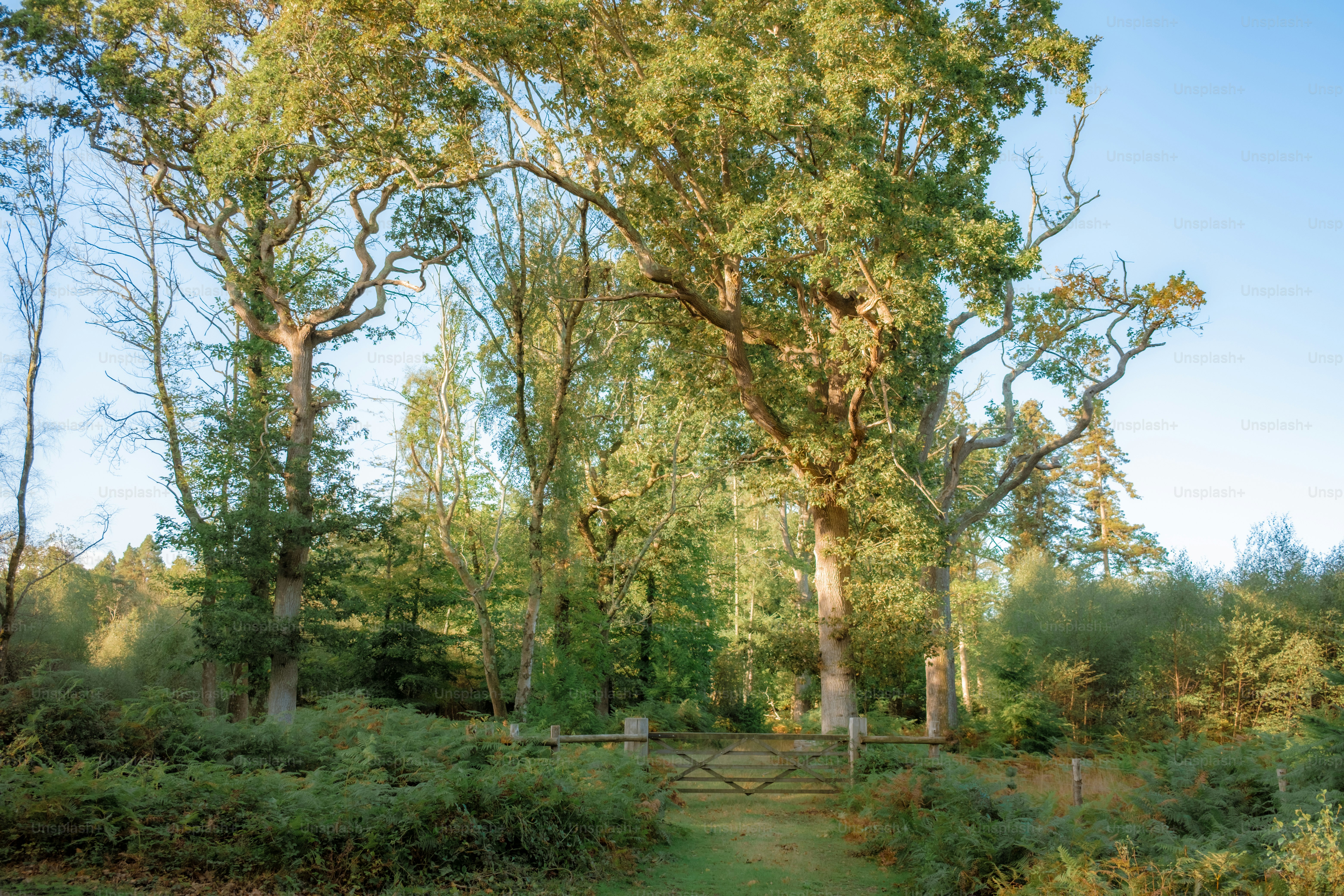 Sunlit forest with large trees and a wooden gate.