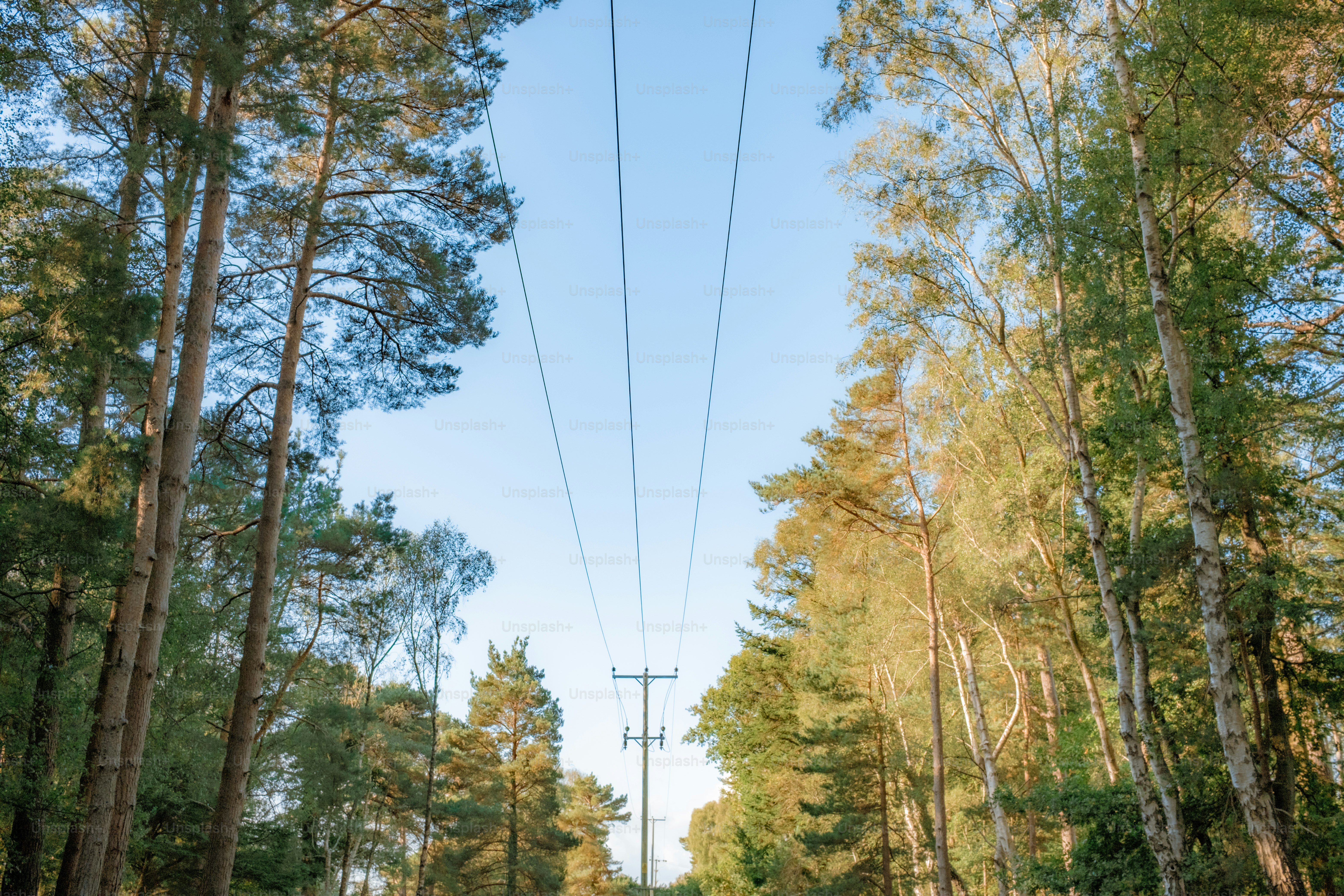 Tall trees line a path under power lines.