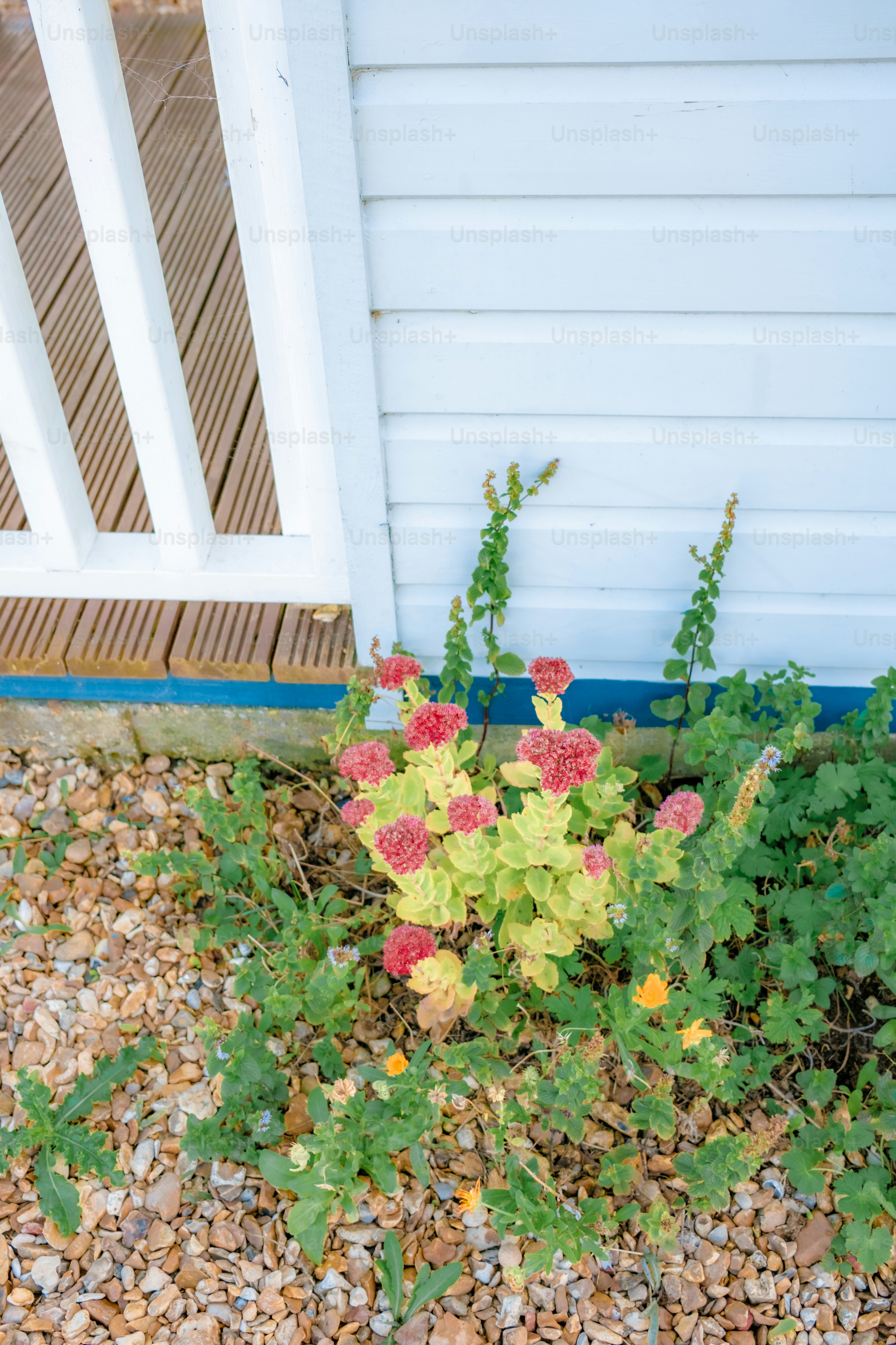 Small plant with red flowers by a white wall