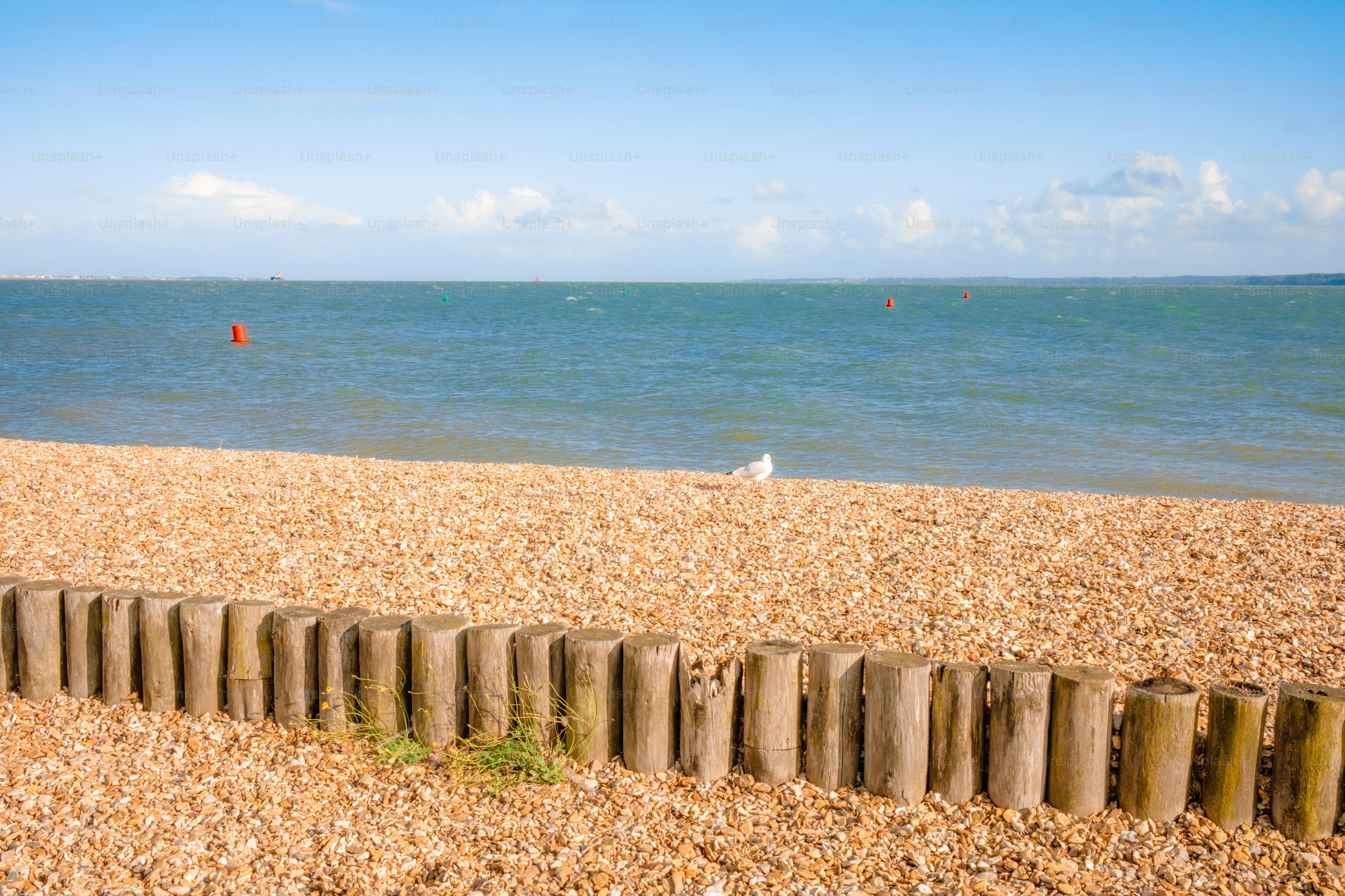 A calm ocean with a seagull on the beach.