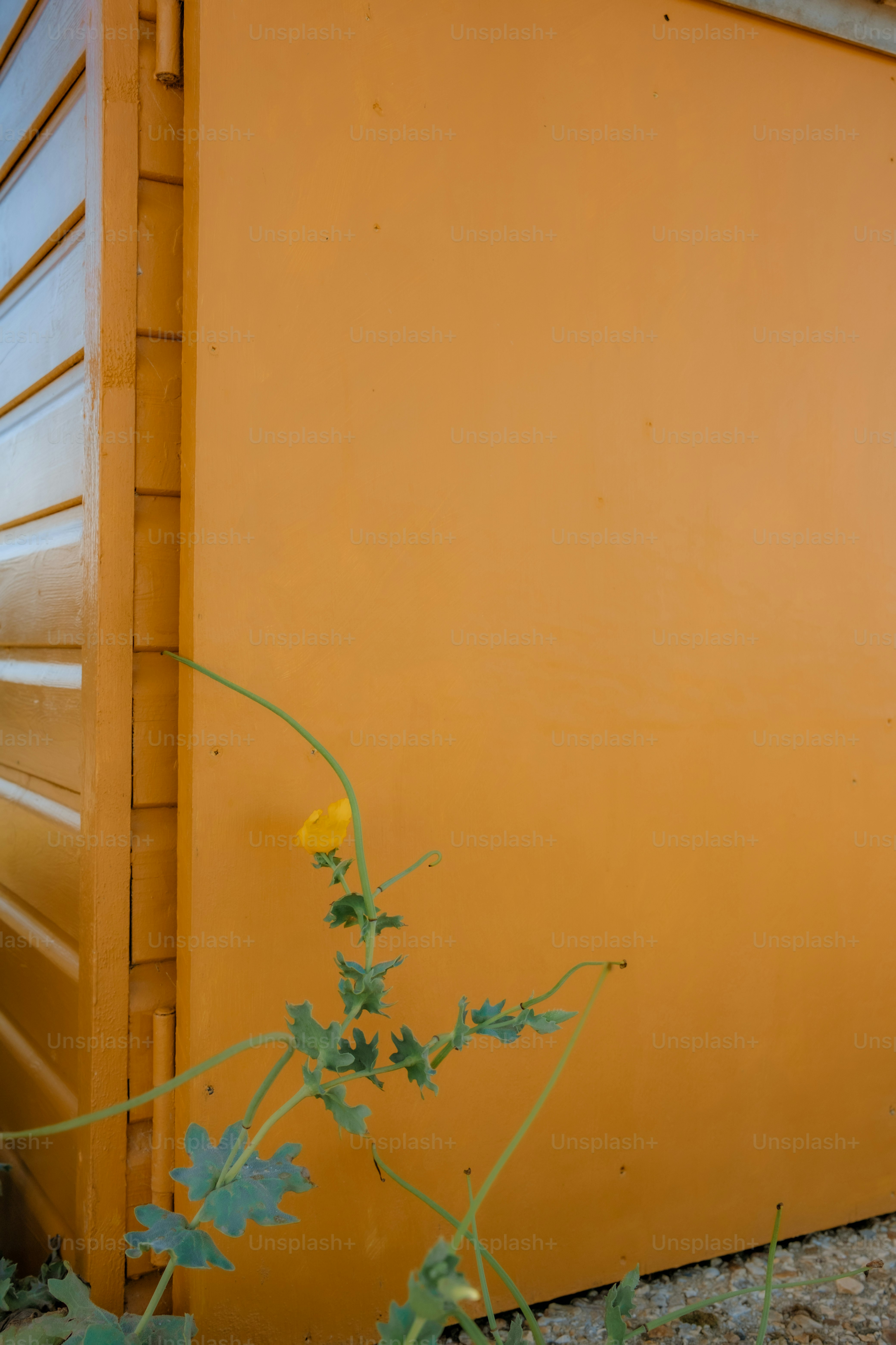 A yellow flower grows by an orange wall.