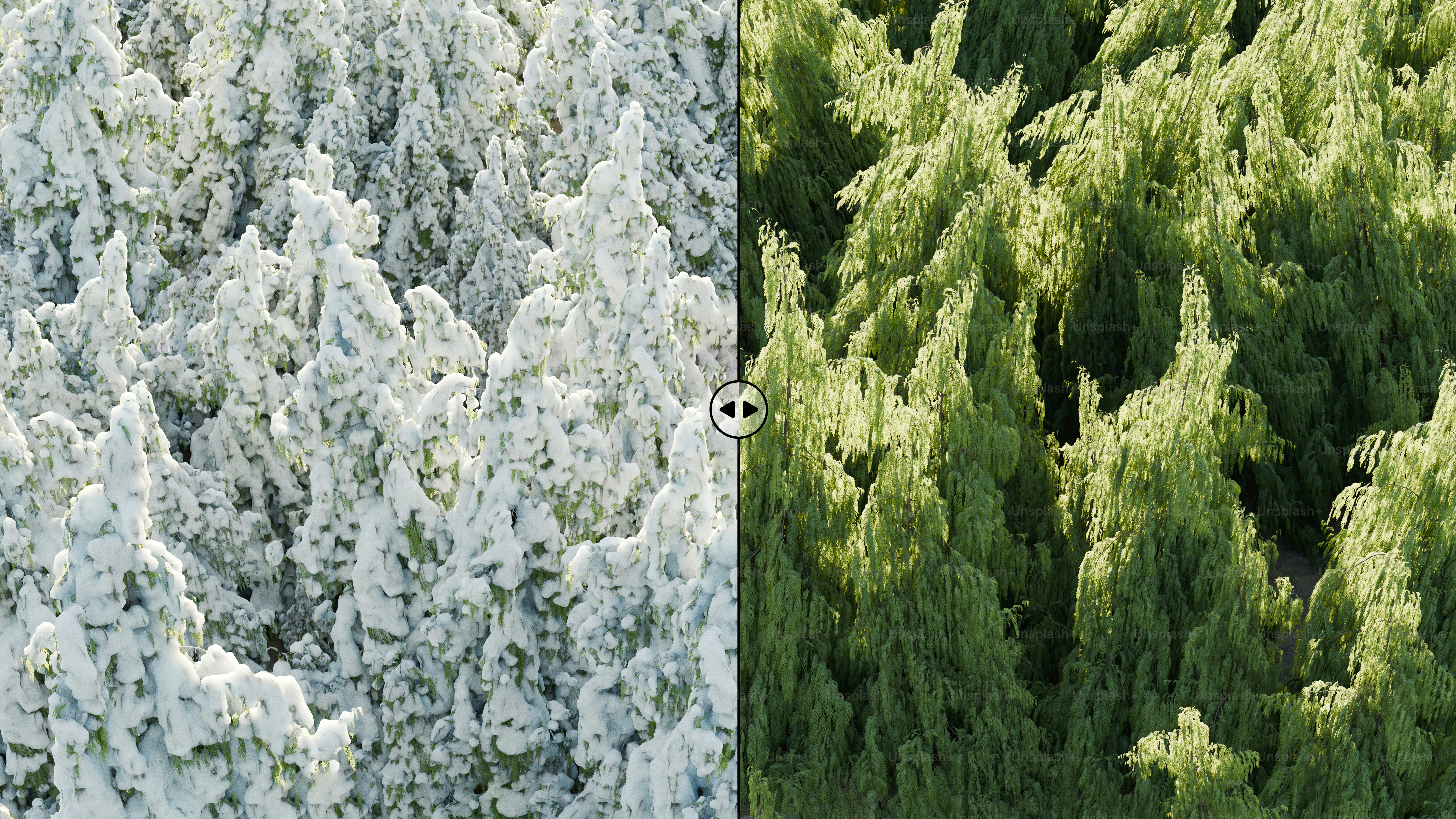 Forest trees in winter snow and summer green