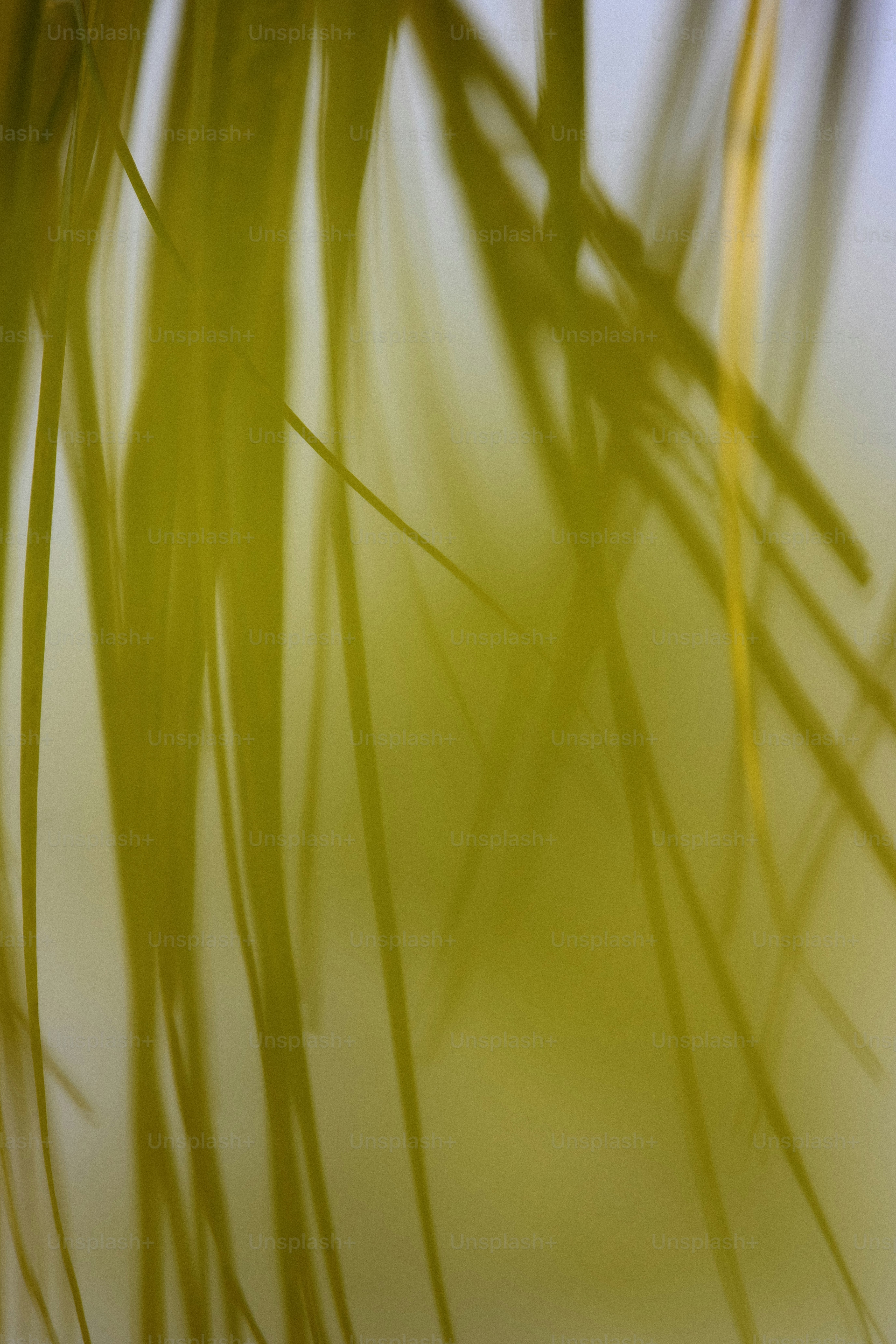 Gambi astratti di piante gialle e verdi con sfondo chiaro