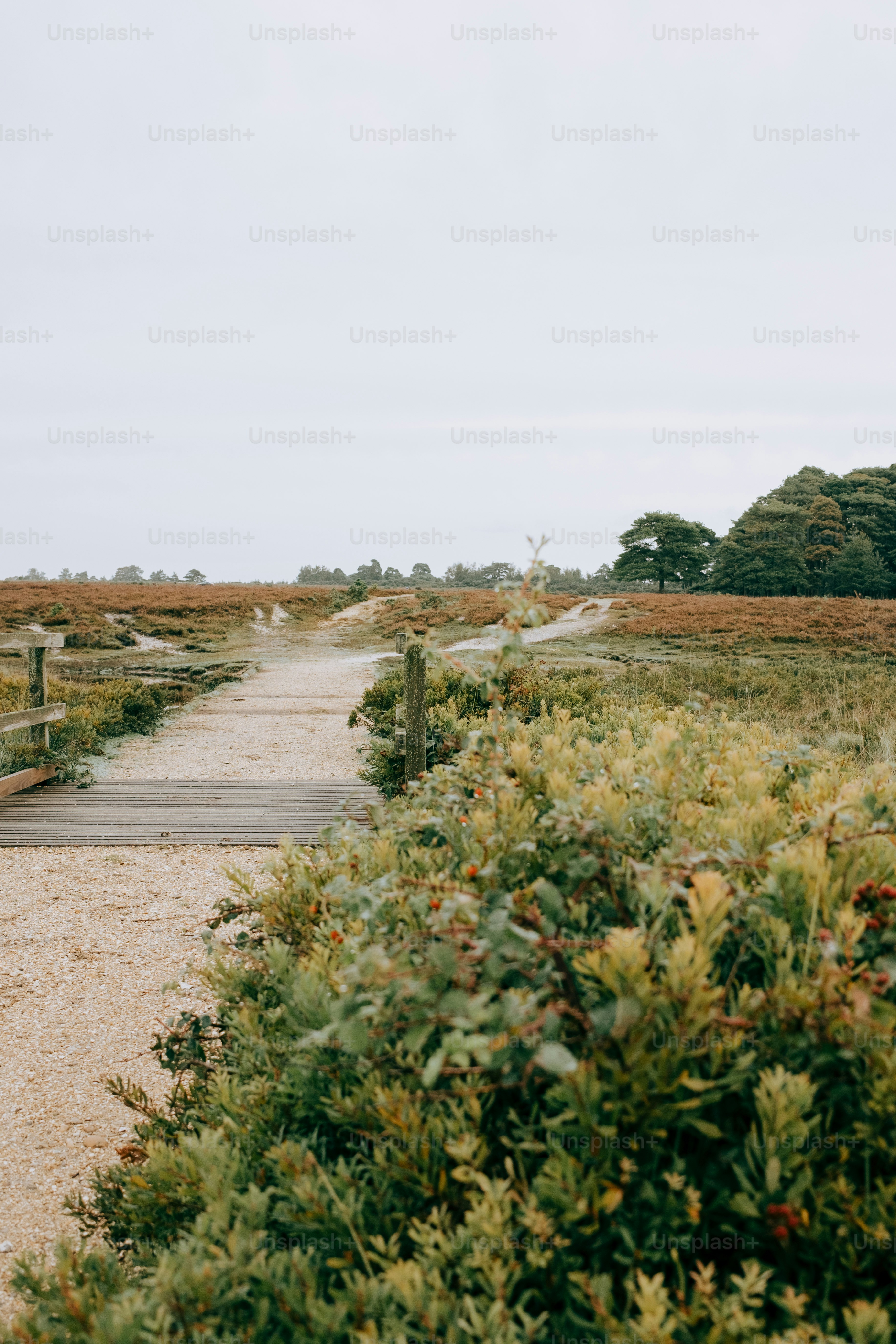 Jalan berpasir melalui padang rumput dengan semak-semak hijau.