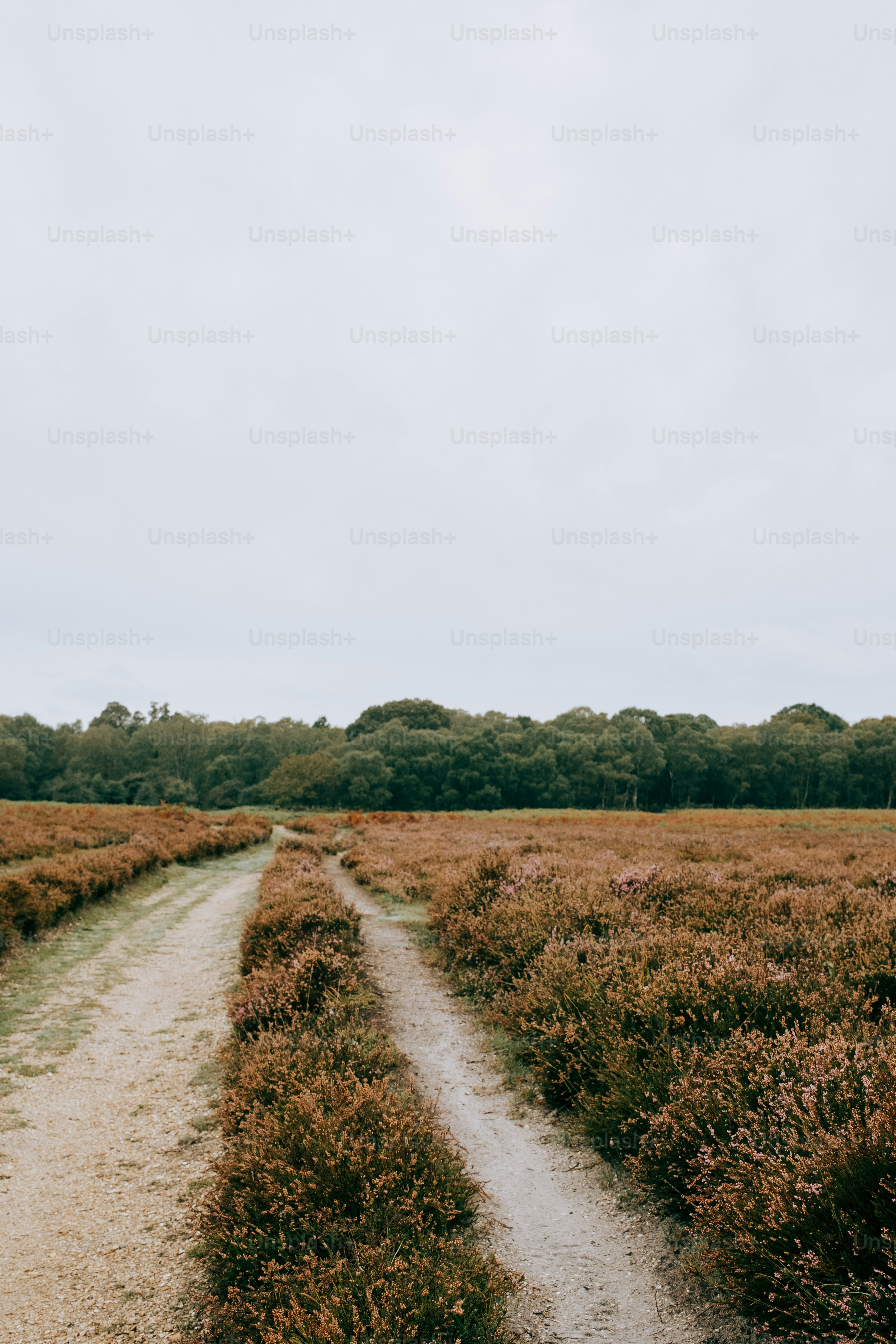 Jalan tanah melalui ladang heather yang mekar.