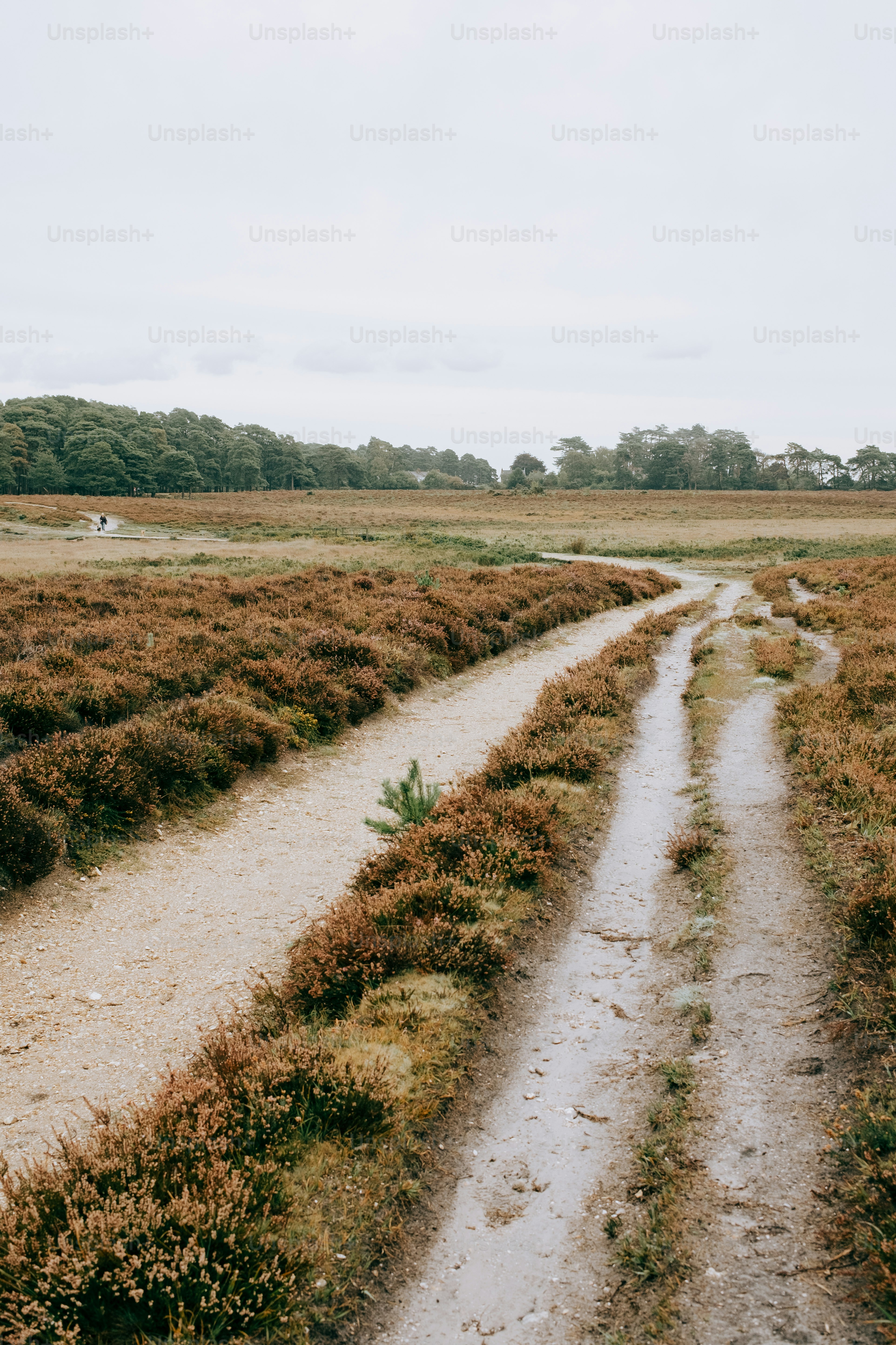 Jalan tanah berkelok-kelok melalui ladang heather.