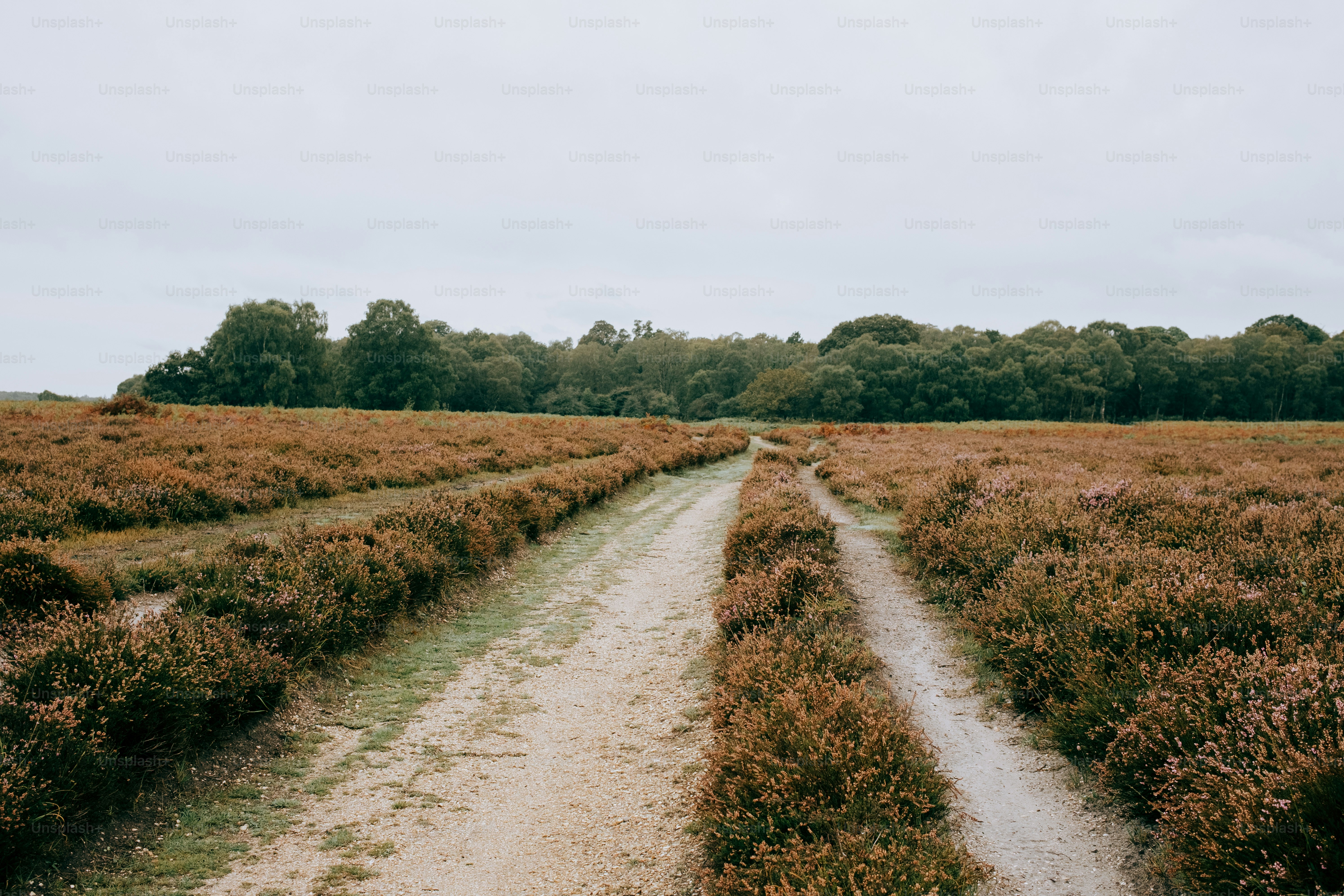Jalan tanah melalui ladang heather menuju pepohonan
