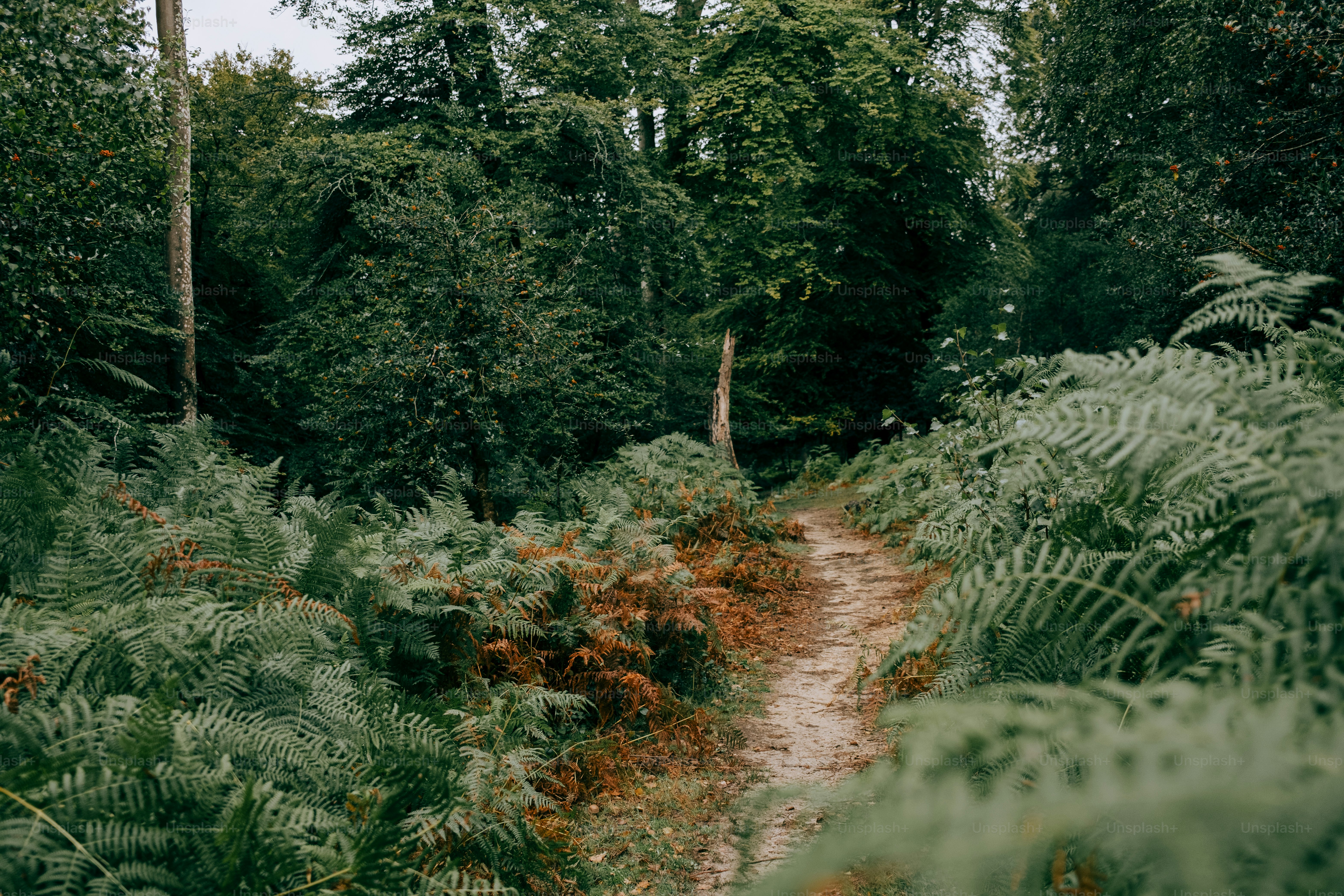 A winding dirt path through a lush green forest. photo – Autumn Image ...