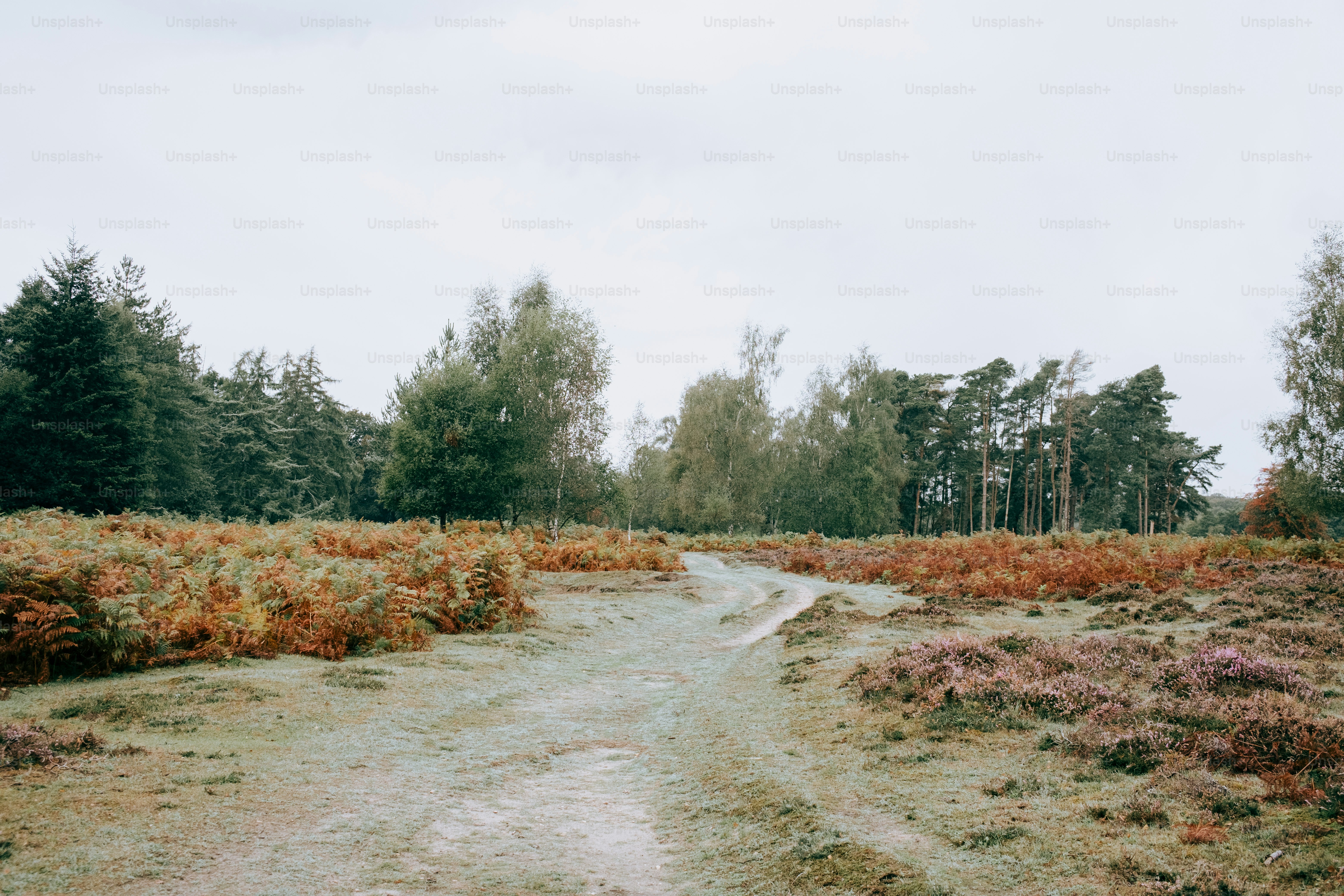 Dirt path through a forest with colorful foliage photo – Autumn Image ...