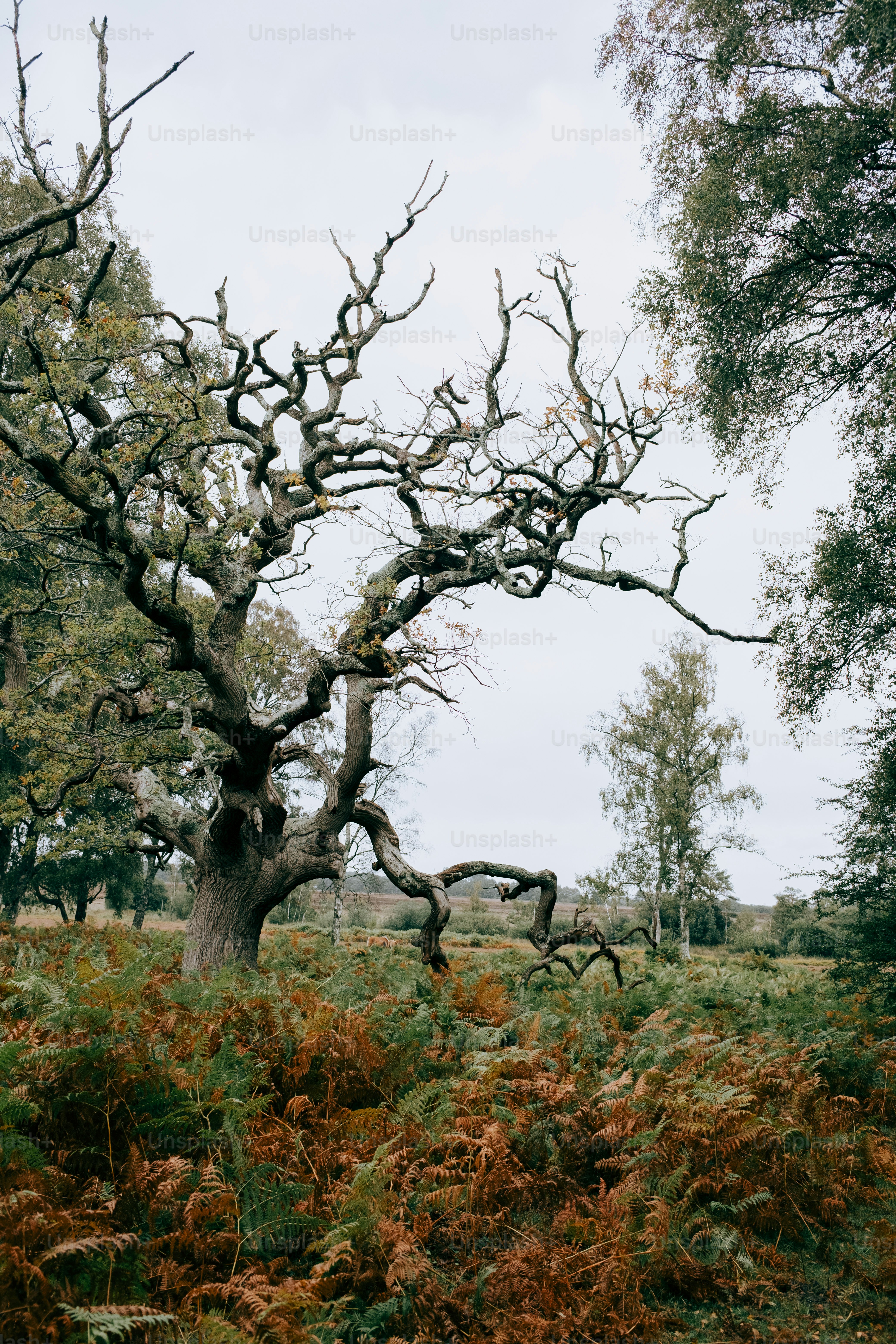 Roble antiguo retorcido en medio de helechos en el bosque foto – Imagen de  Otoño en Unsplash, image size:3000x4500