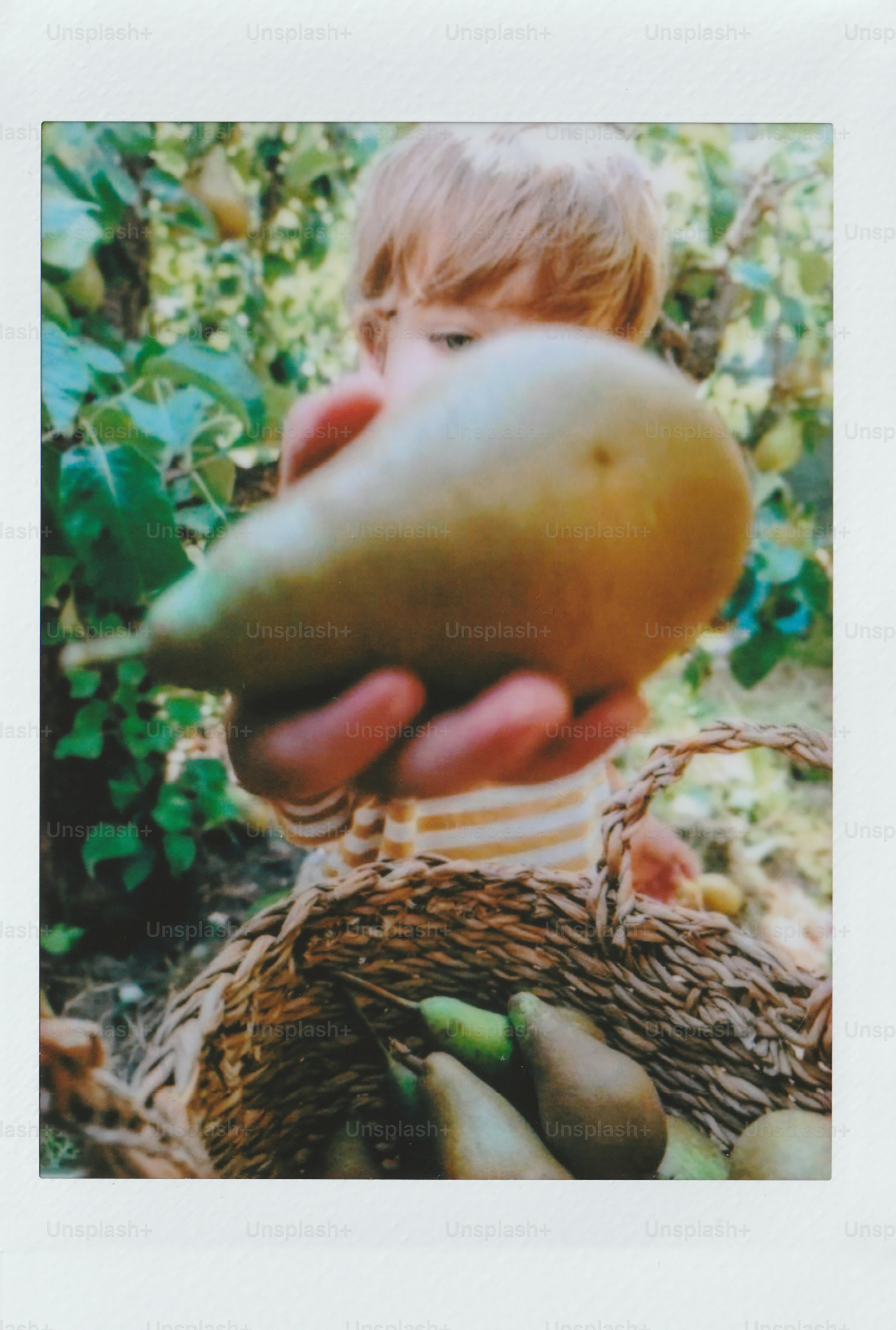 Child holding a large pear over a basket of pears