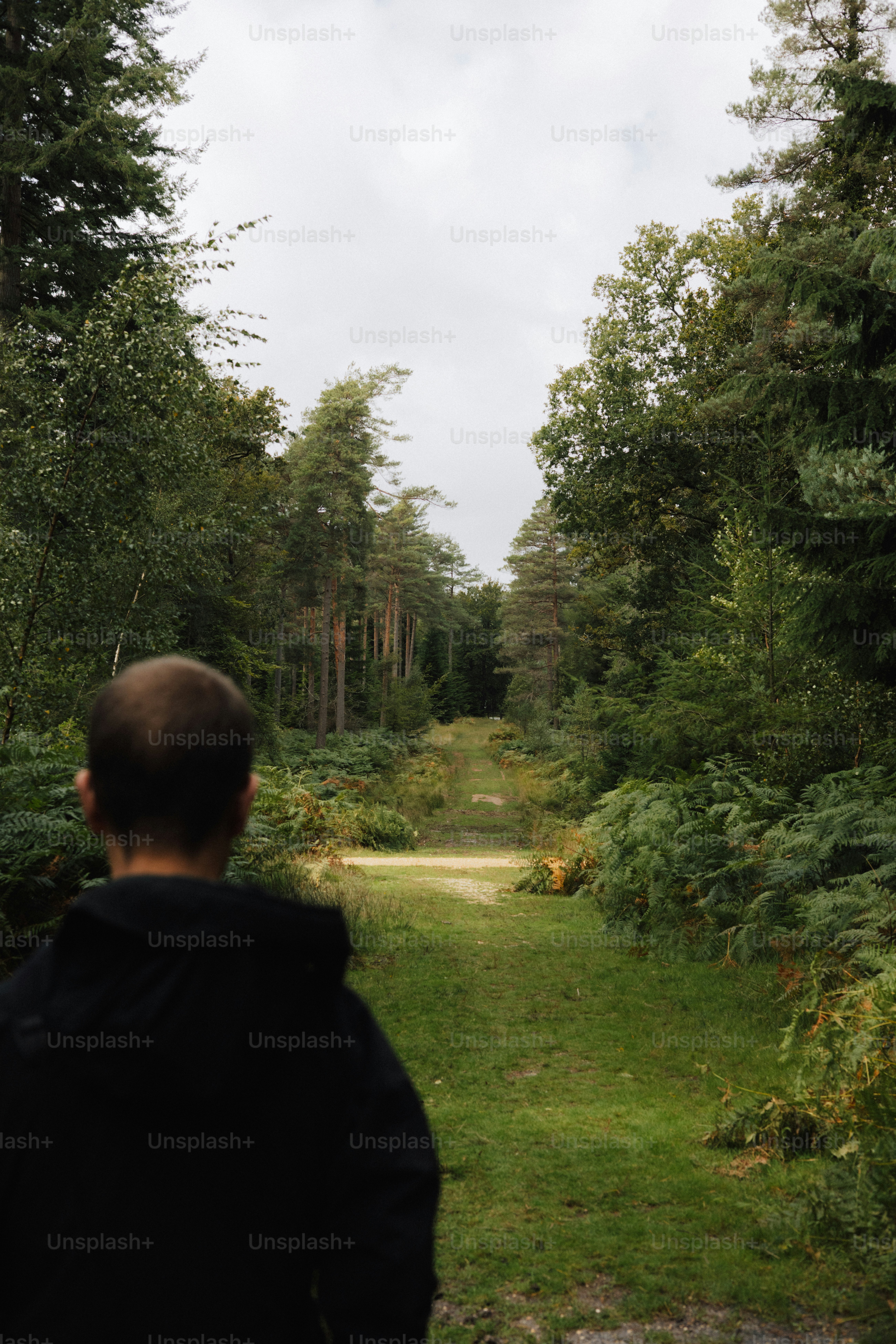 Person looking down a path in a forest. photo – Forest Image on Unsplash