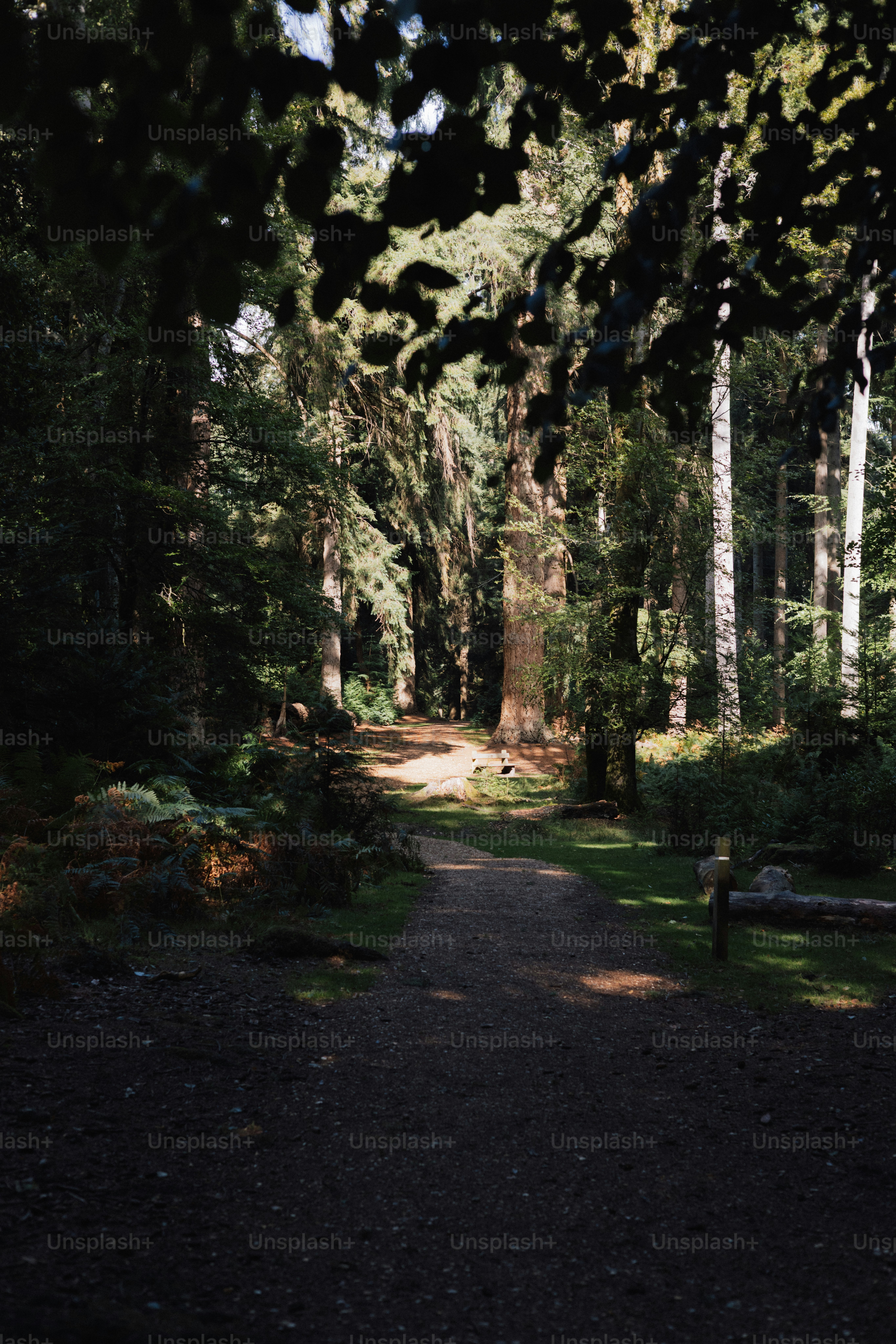 Un camino a través de un bosque moteado por el sol con árboles altos.