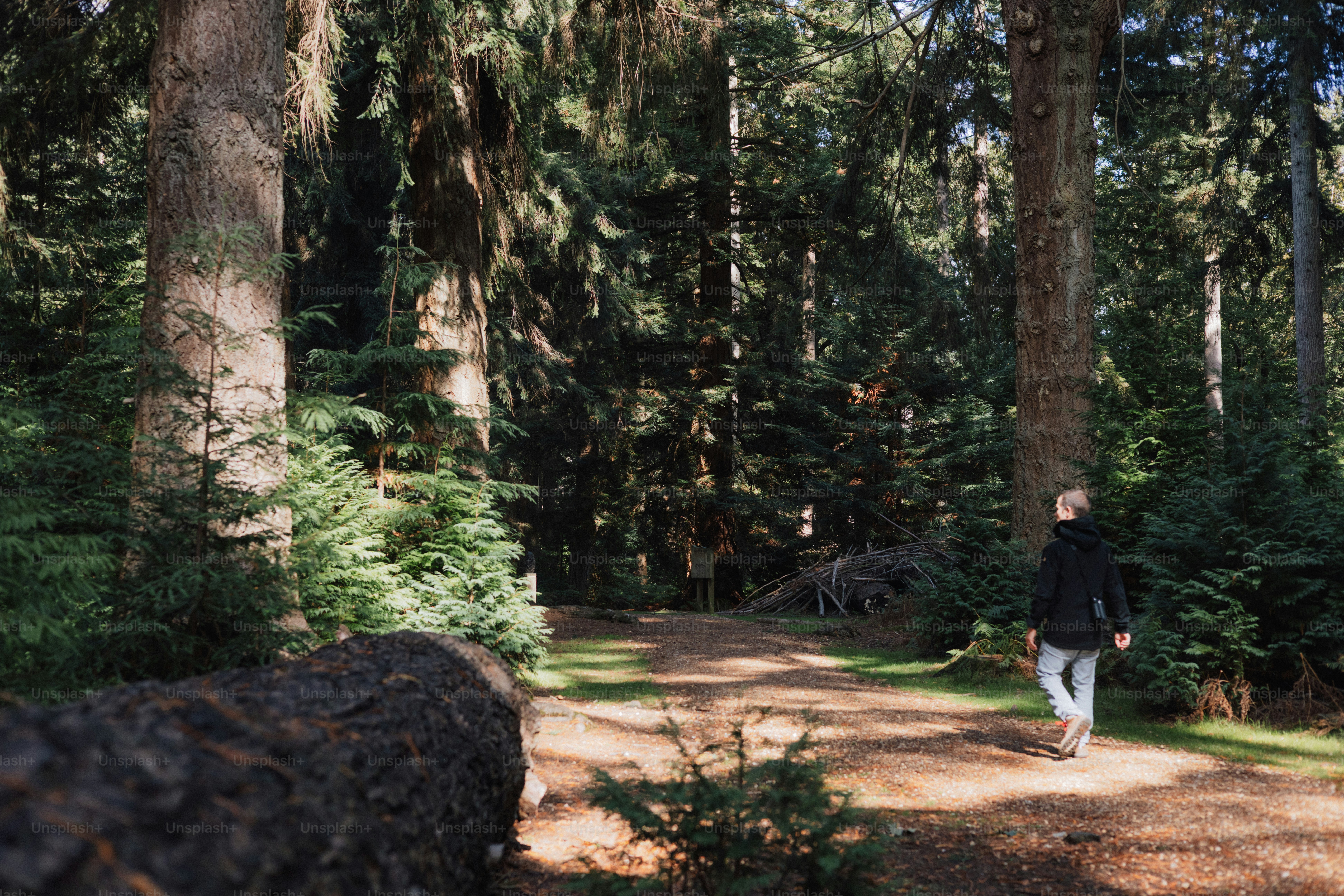 A person walks on a path through a sunlit forest. photo – Forest Image ...