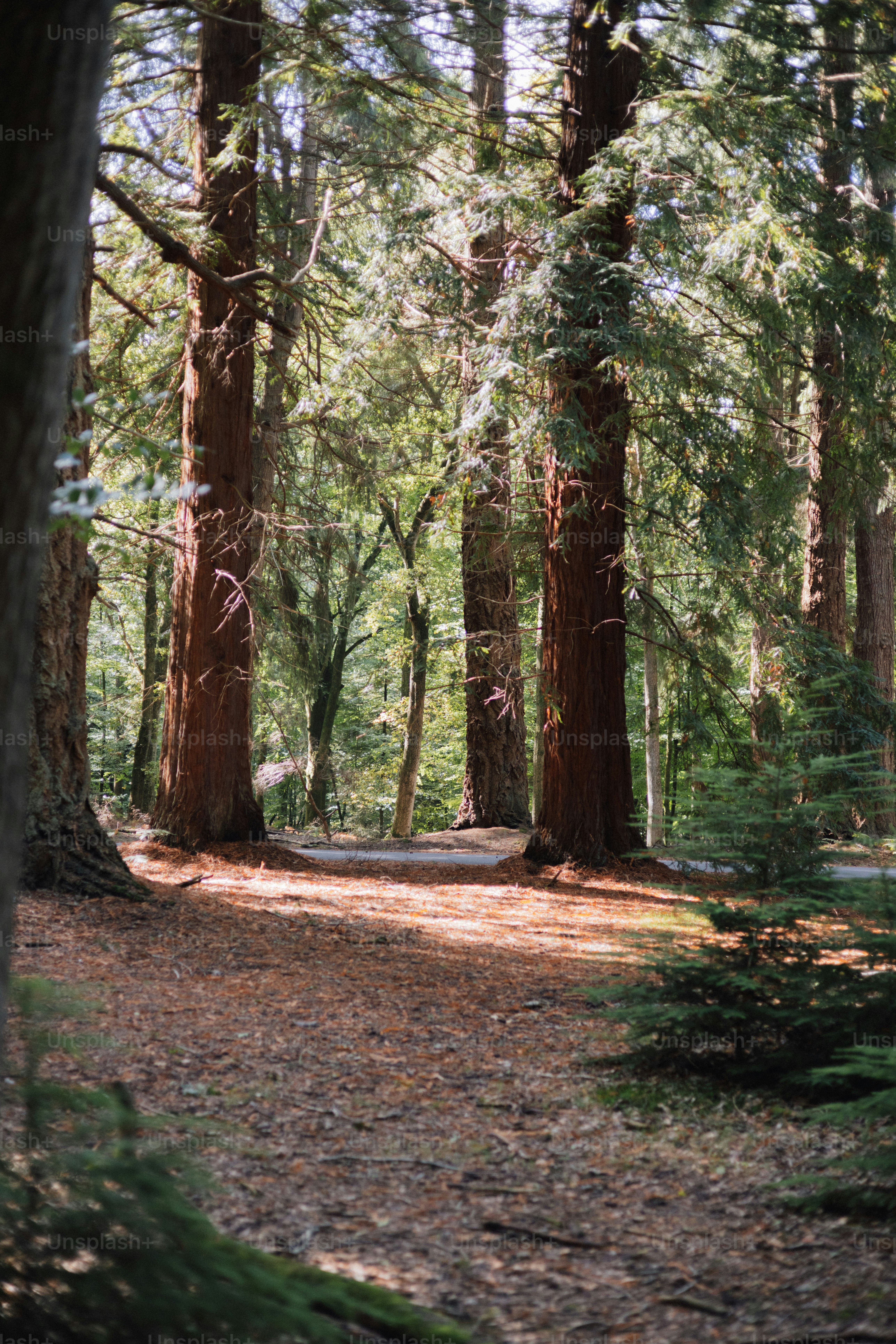 Sunlight filters through tall redwood trees in a forest.