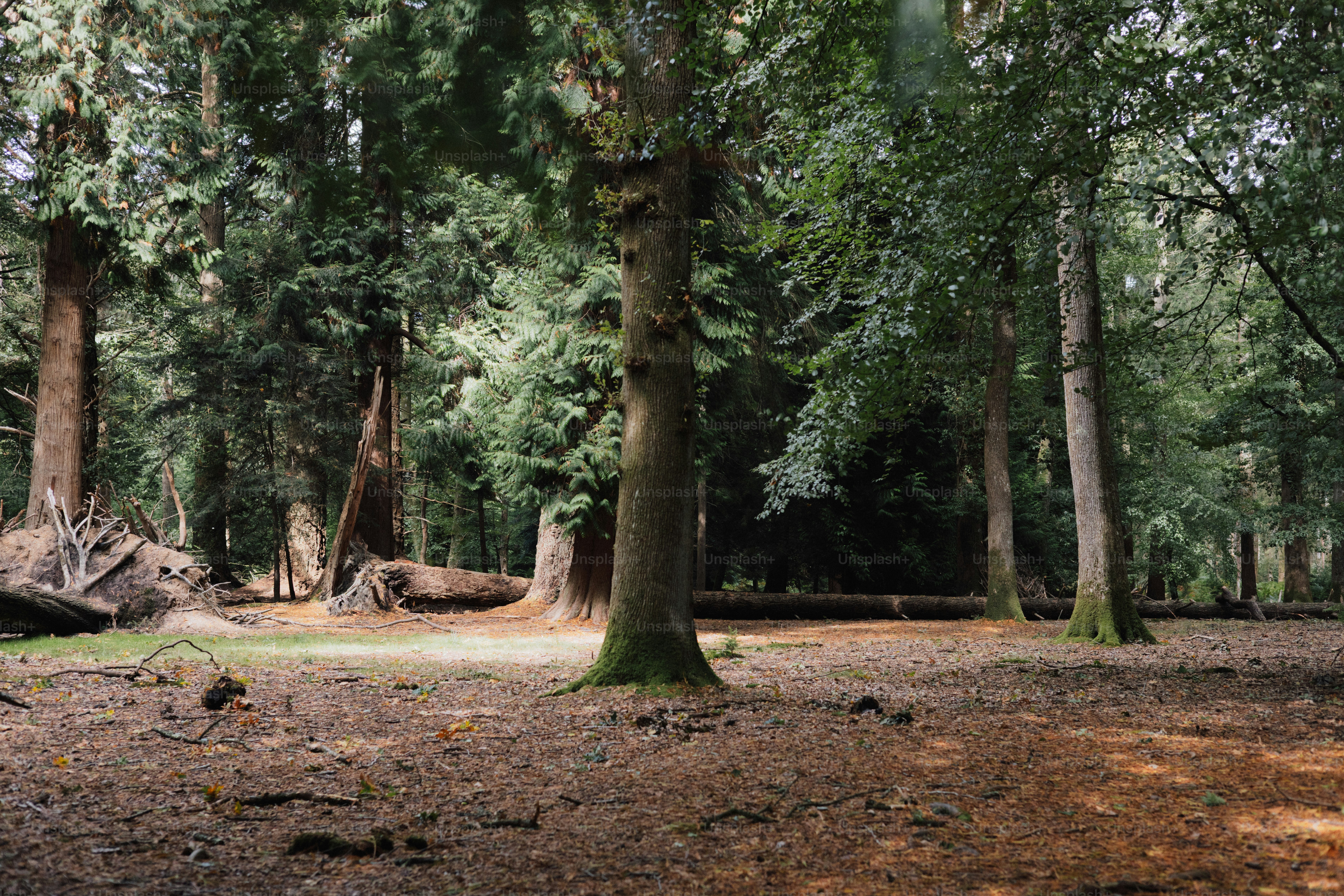 Sunlight filtering through a dense forest canopy.