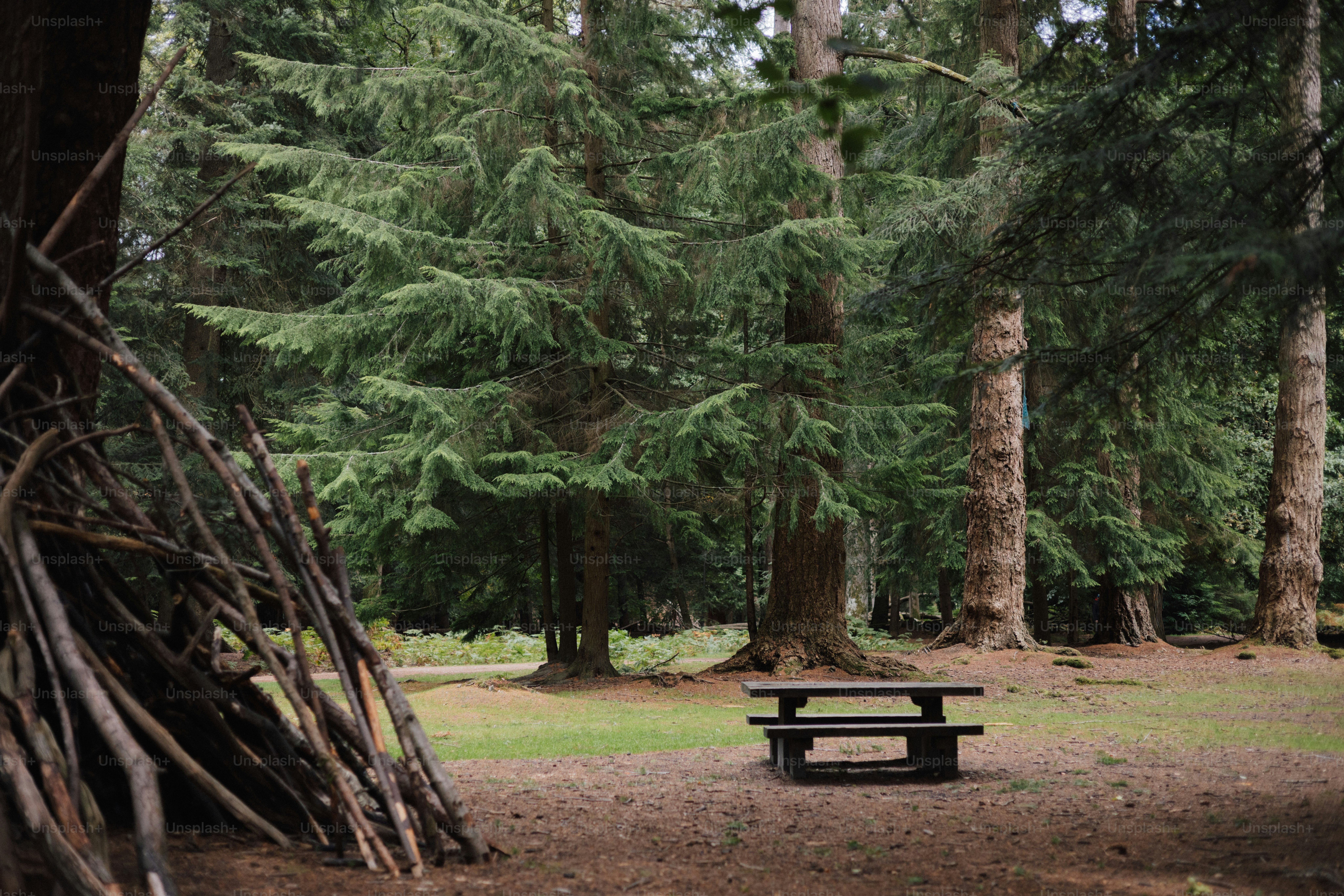 Picnic table in a dense evergreen forest.
