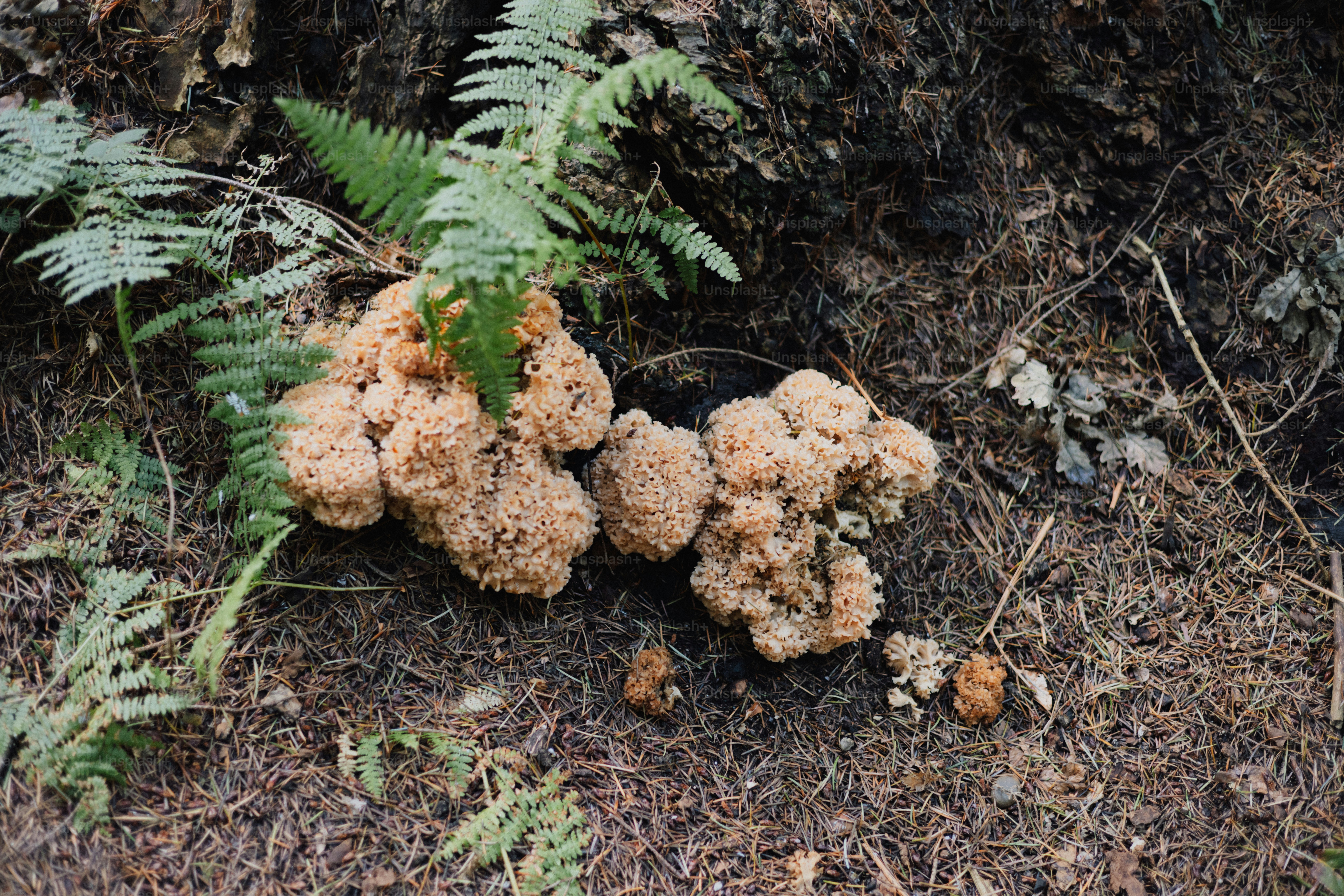 Cauliflower mushroom growing on the forest floor
