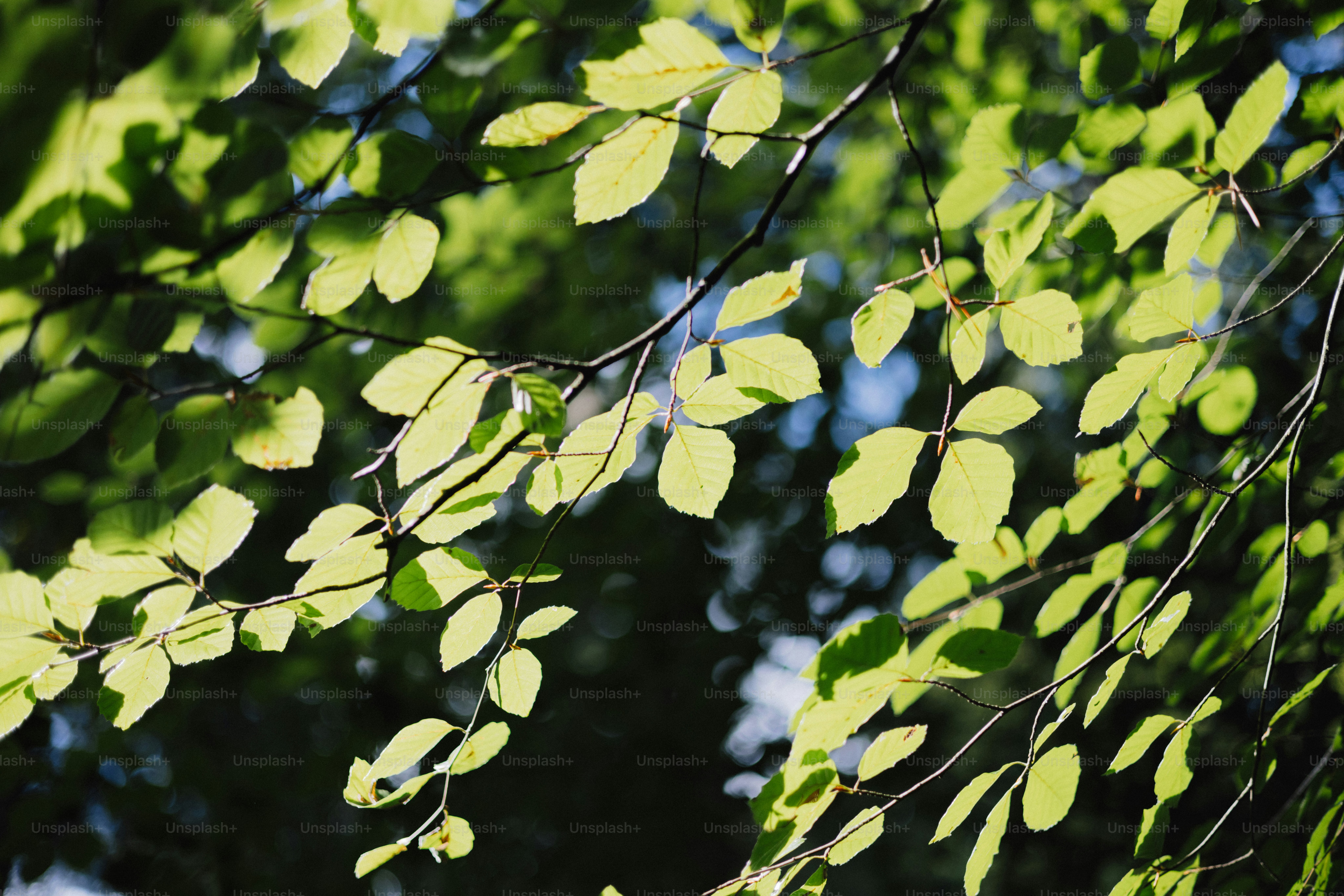 La luz del sol se filtra a través de las hojas verdes de las ramas.