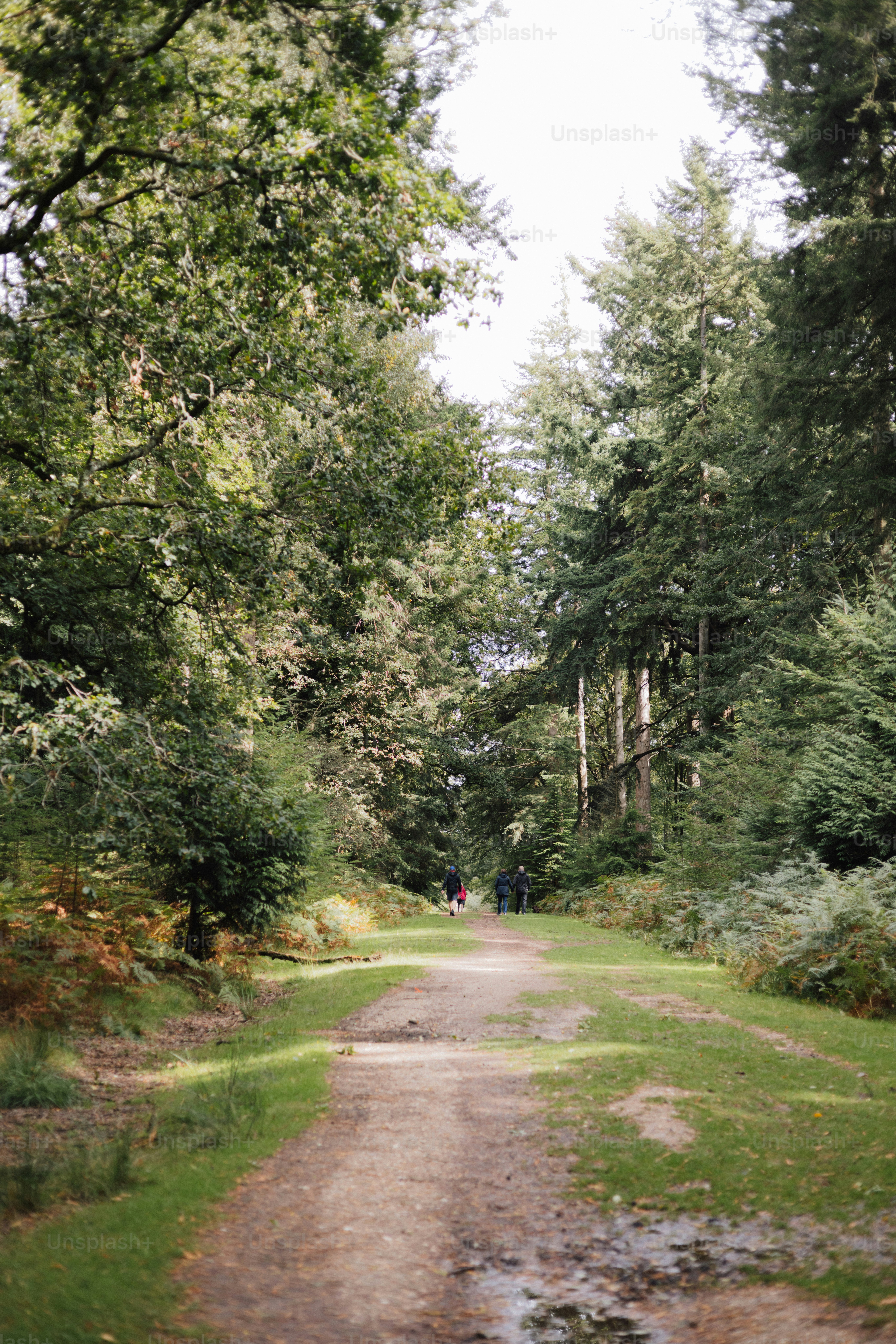 Dirt path through a sun-dappled forest with distant figures