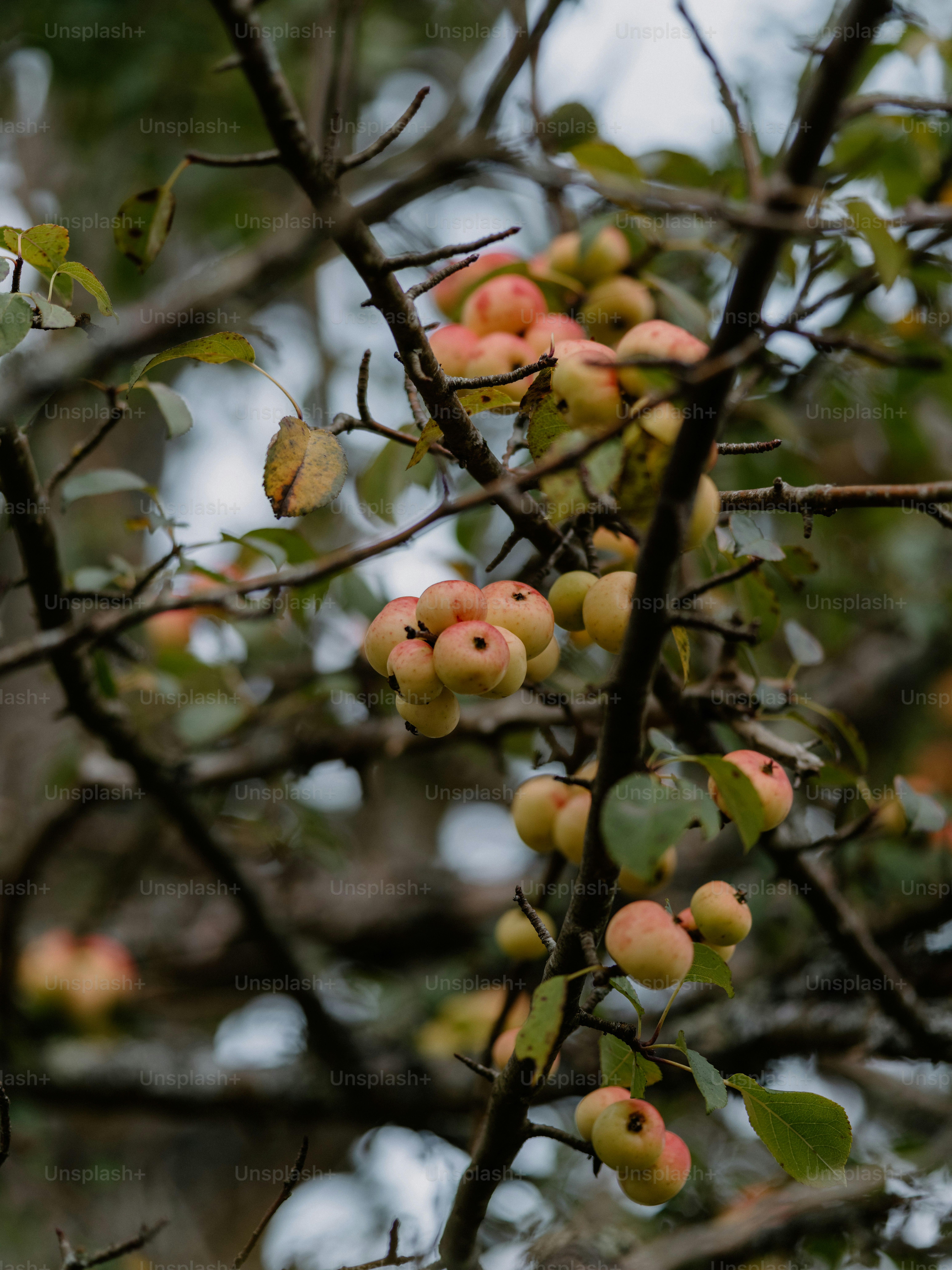 Small apples ripening on a tree branch