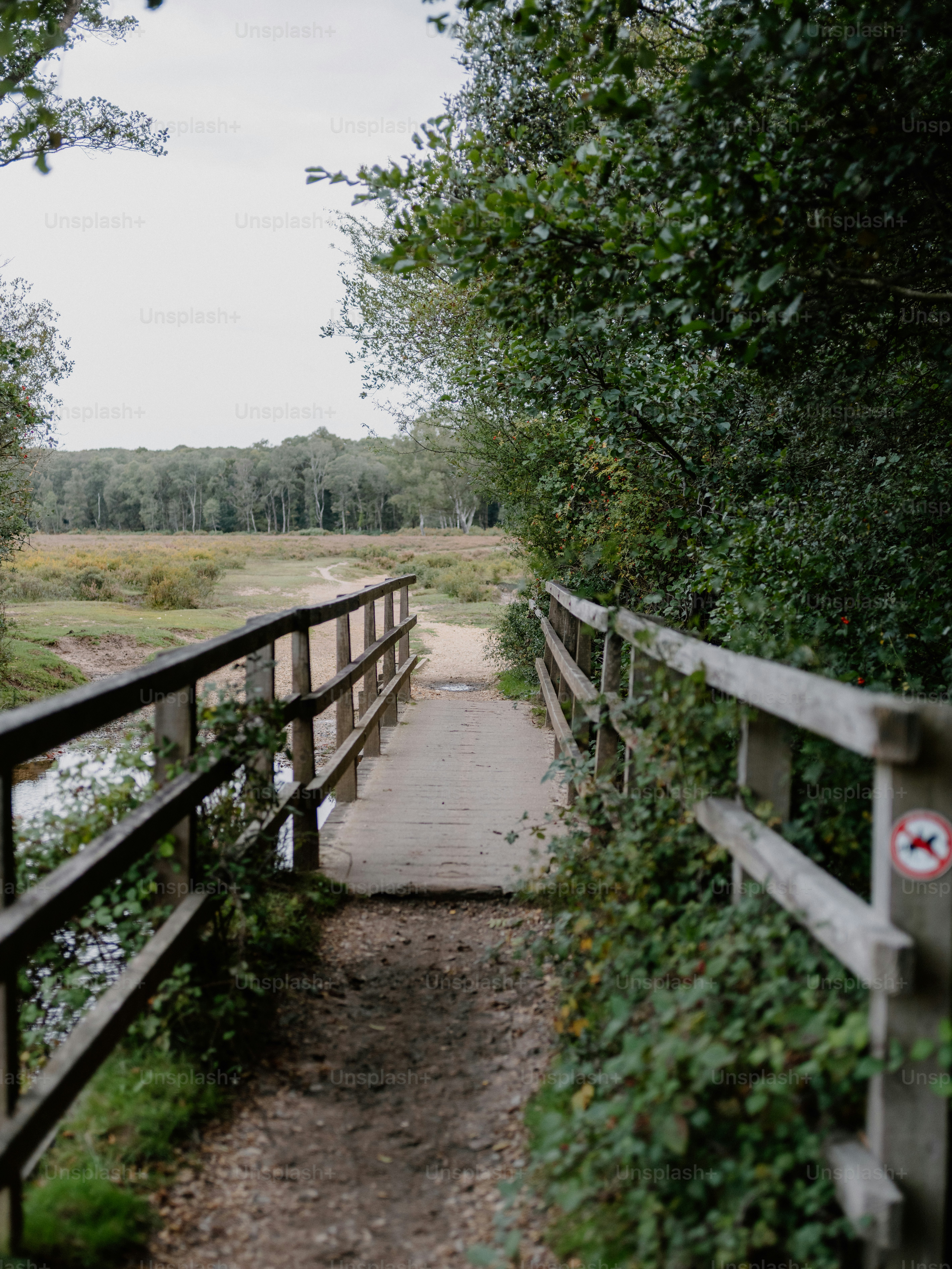 Wooden bridge over a stream in a forest photo – Forest Image on Unsplash