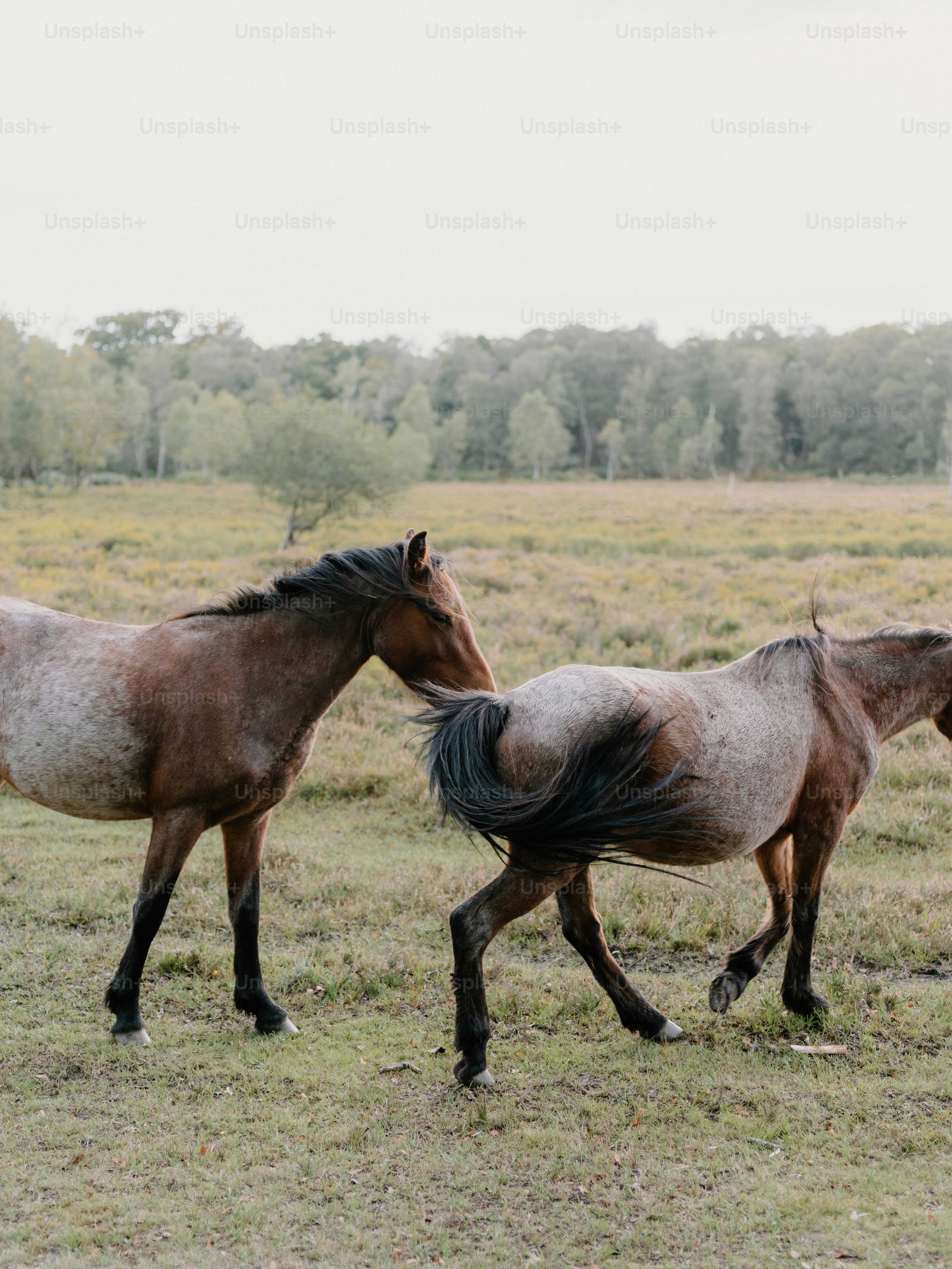 Zwei Pferde laufen auf einer Wiese