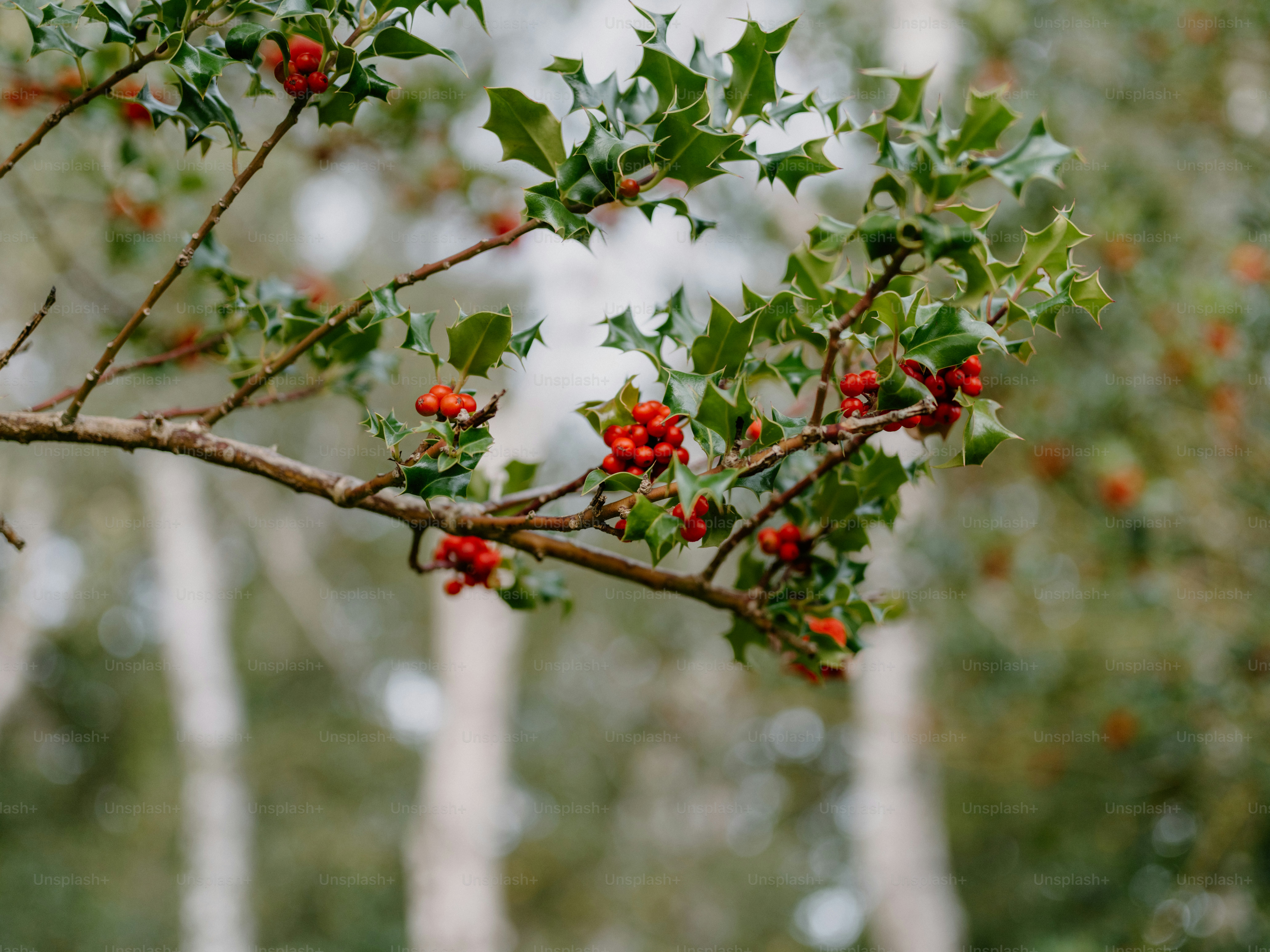 Branche de houx aux baies rouges et feuilles vertes