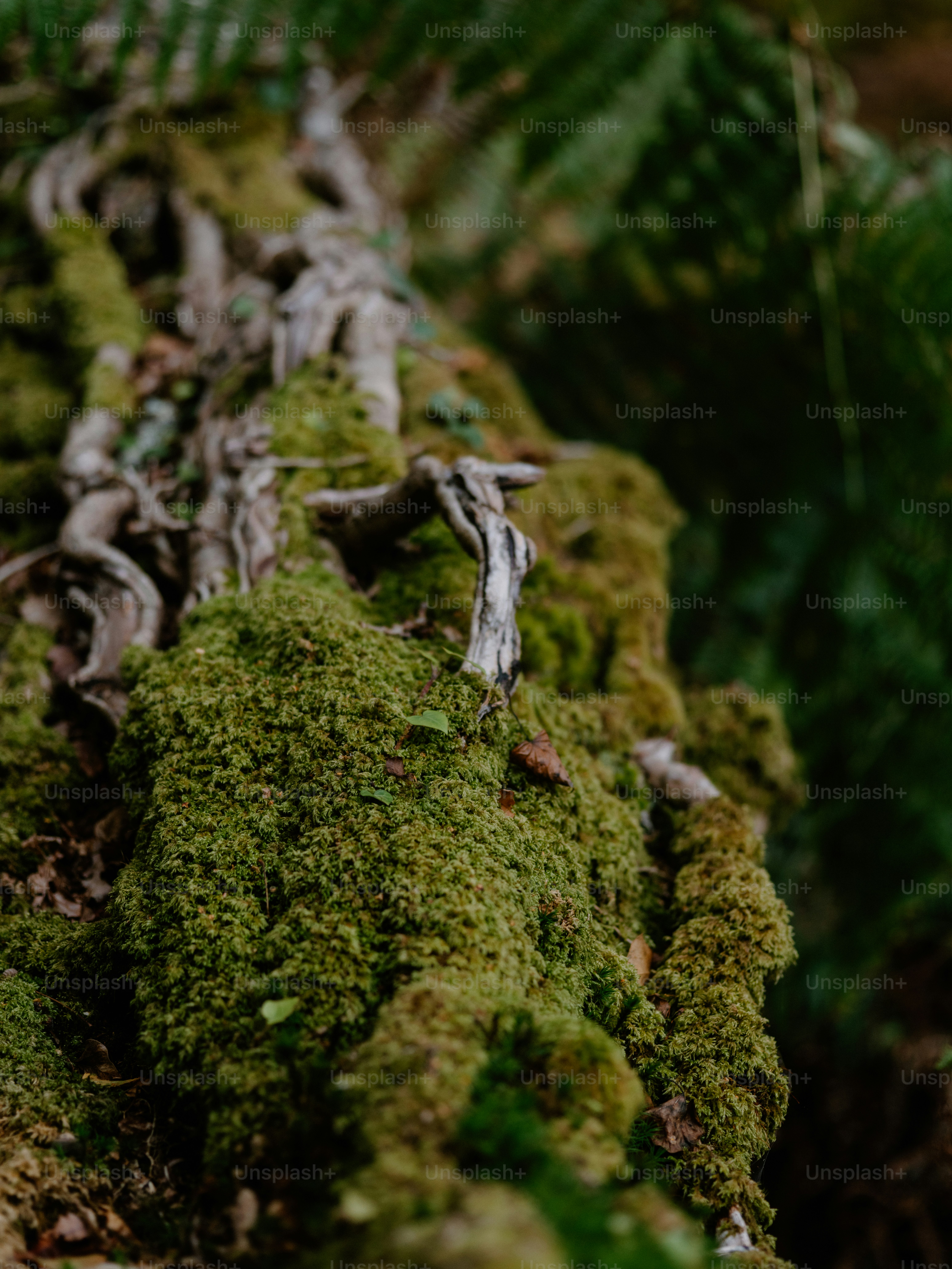 Fallen tree with exposed roots in a forest photo – Forest Image on Unsplash